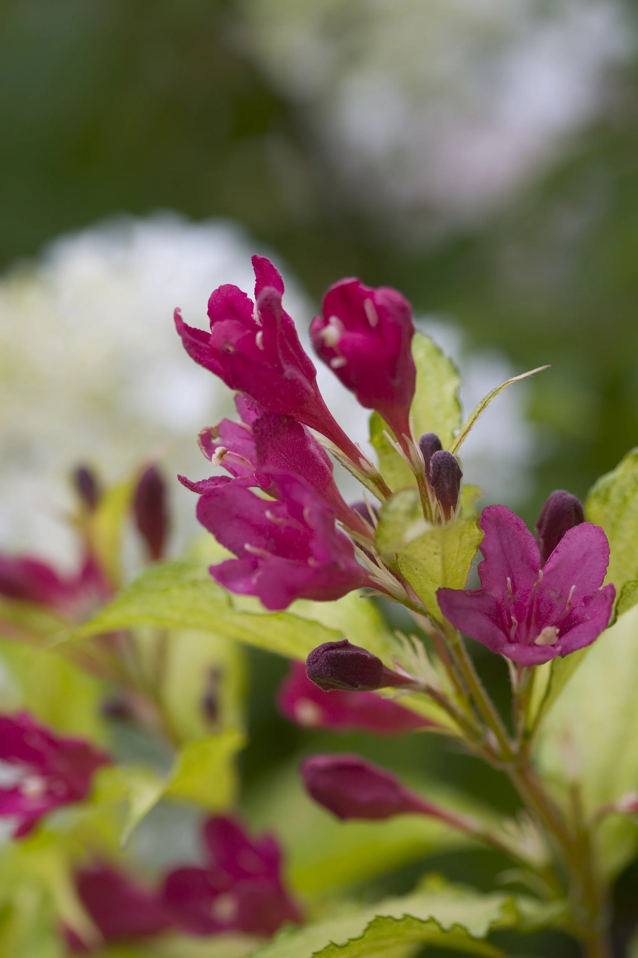 Sonic Bloom® Ghost® Weigela 1 Sonic Bloom® Ghost® Weigela