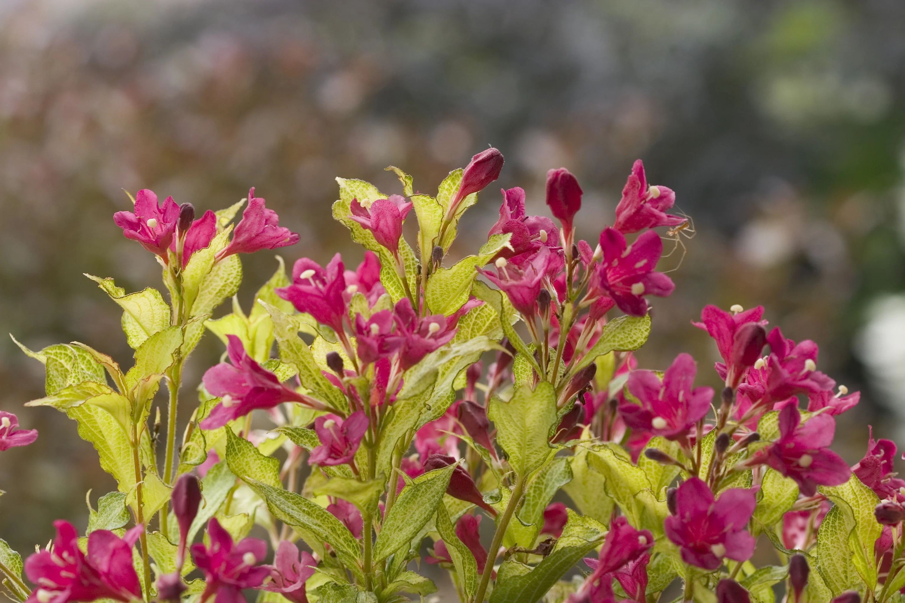 Sonic Bloom® Ghost® Weigela 2 Sonic Bloom® Ghost® Weigela