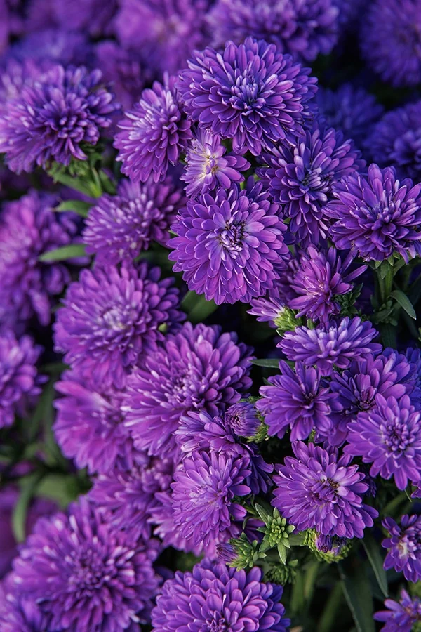 Showmakers® Blue Bayou Aster 4 Showmakers® Blue Bayou Aster