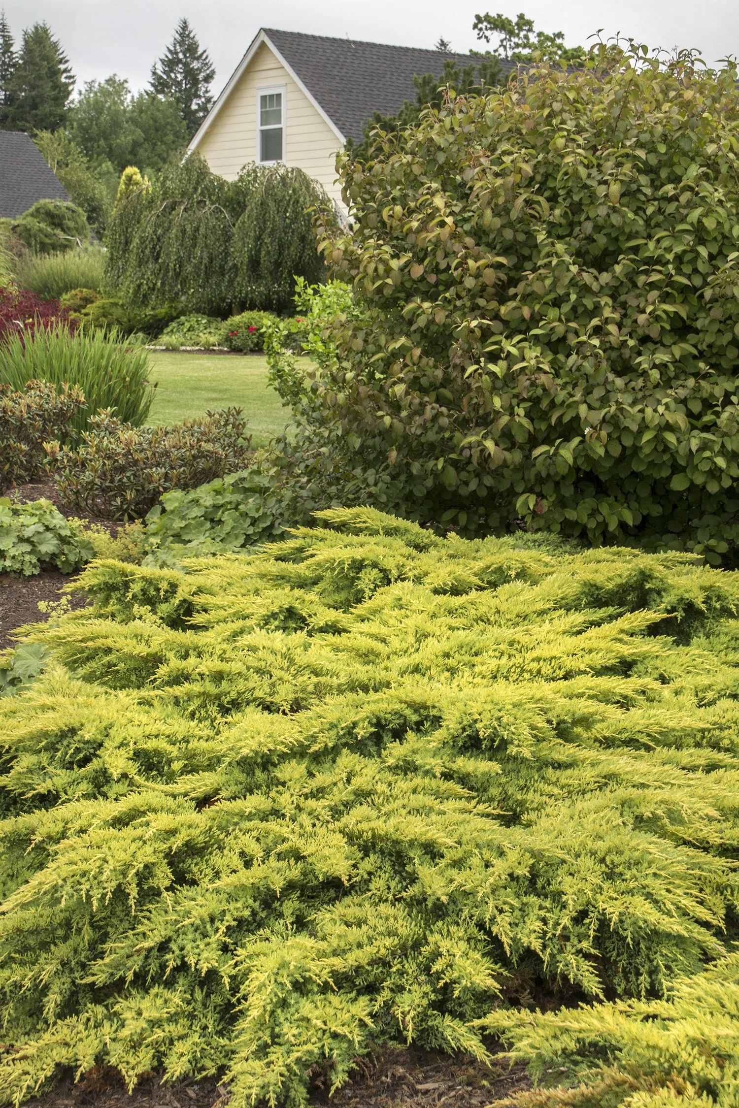 Daub's Frosted Juniper