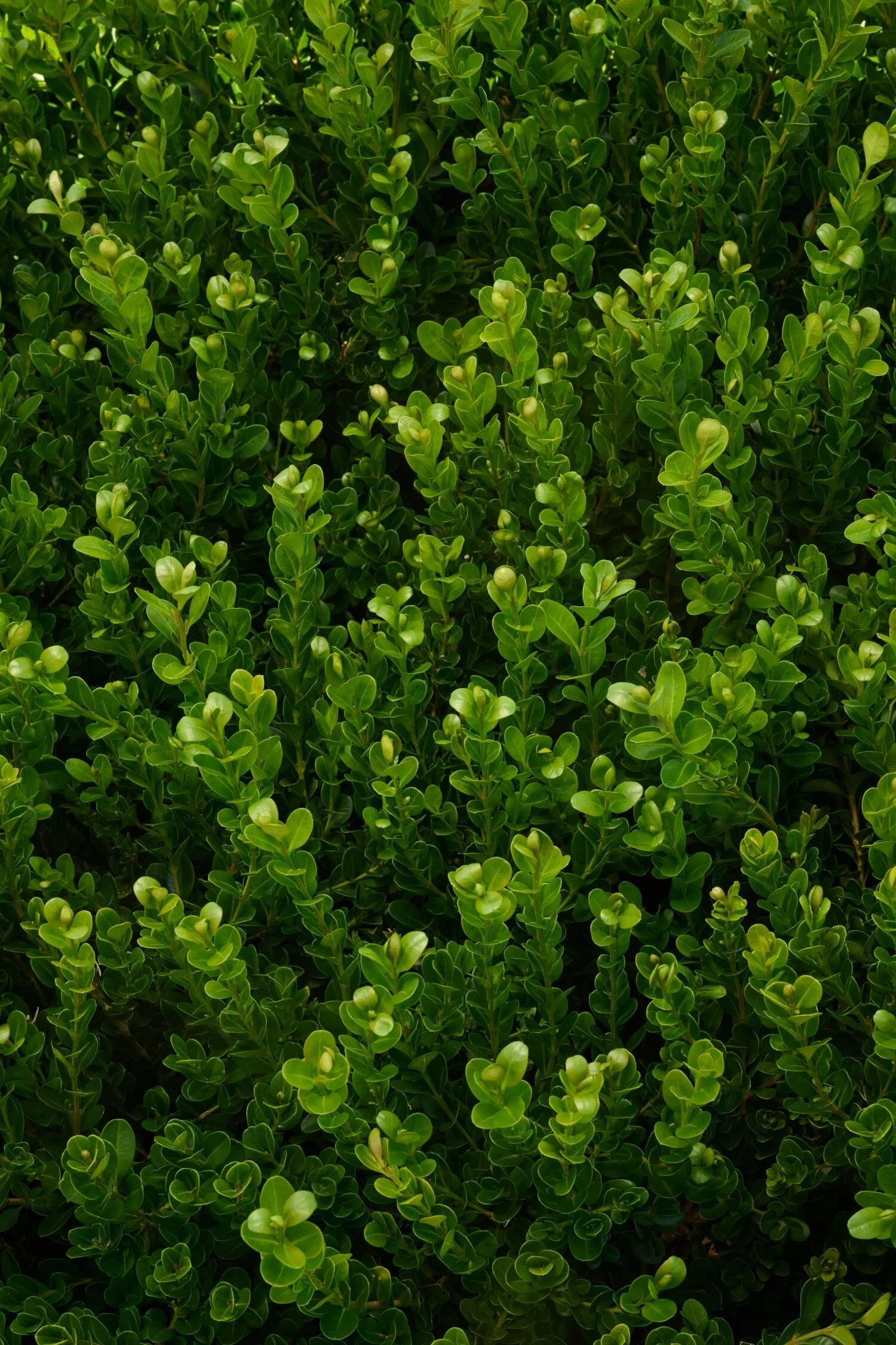 Winter Jade Boxwood 1 Winter Jade Boxwood