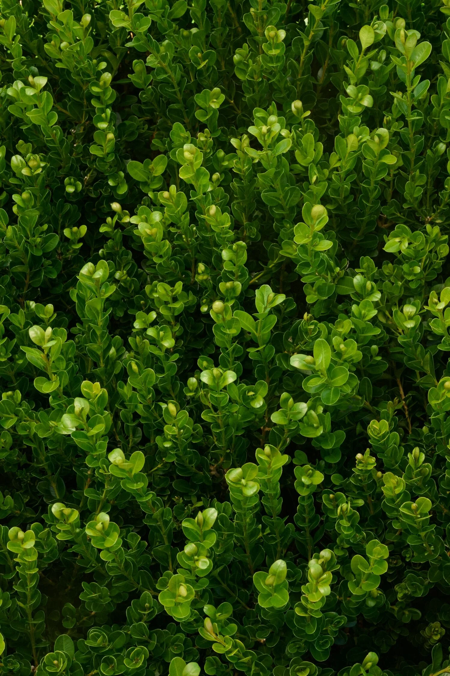 Winter Jade Boxwood 2 Winter Jade Boxwood