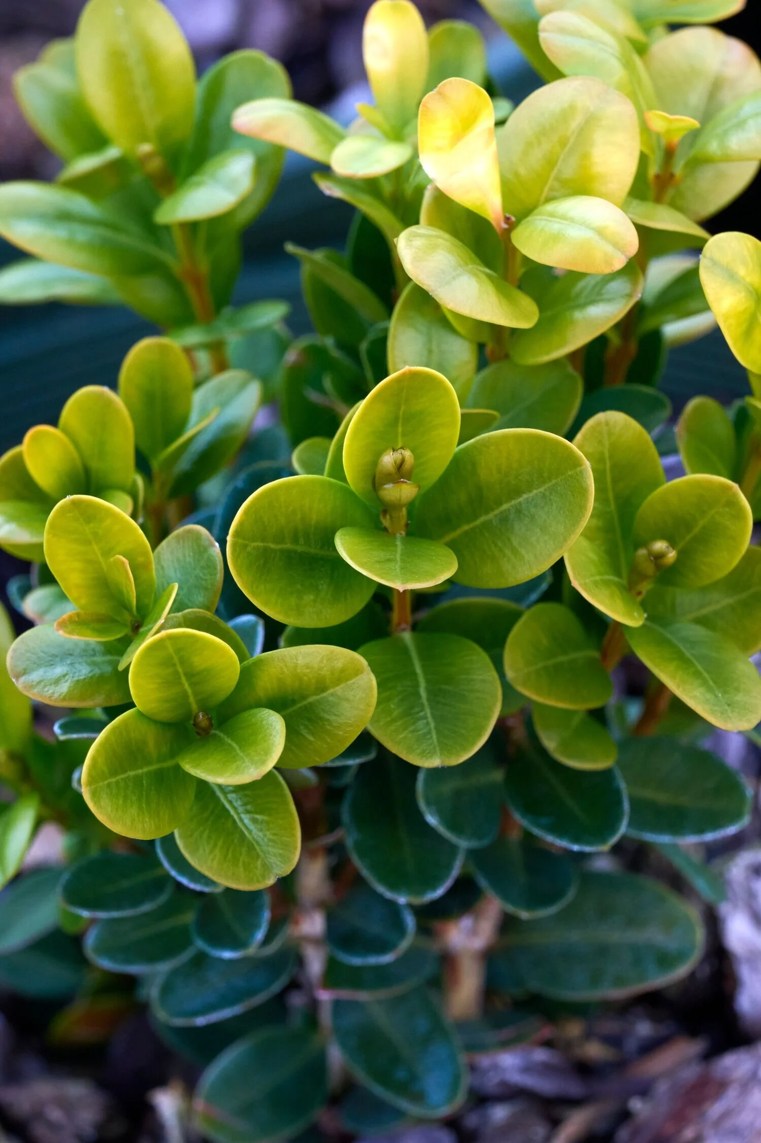 Winter Jade Boxwood 3 Winter Jade Boxwood