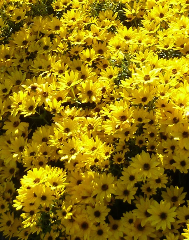 Autumn Gold Willowleaf Sunflower