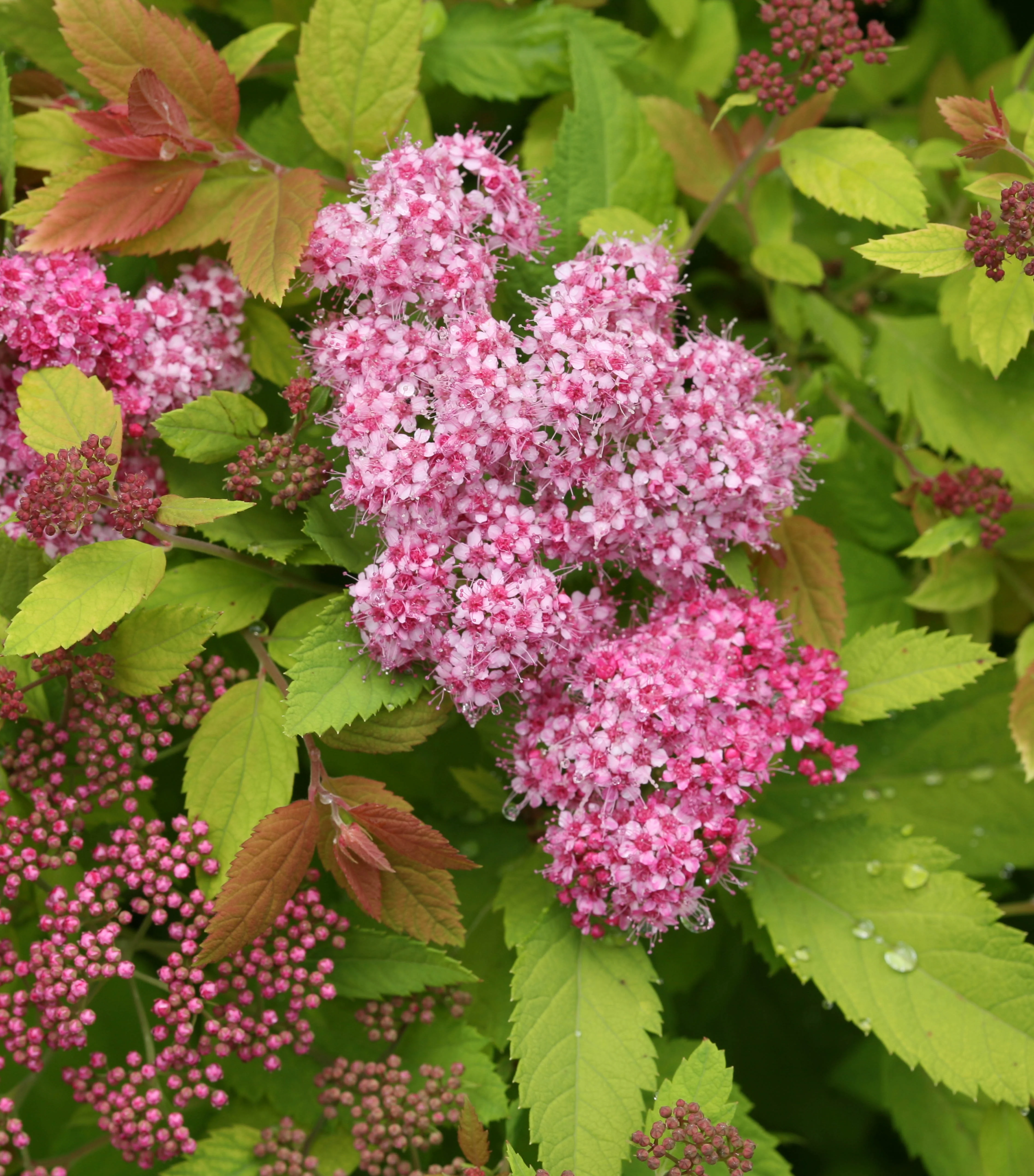 Double Play® Big Bang® Spirea 1 Double Play® Big Bang® Spirea