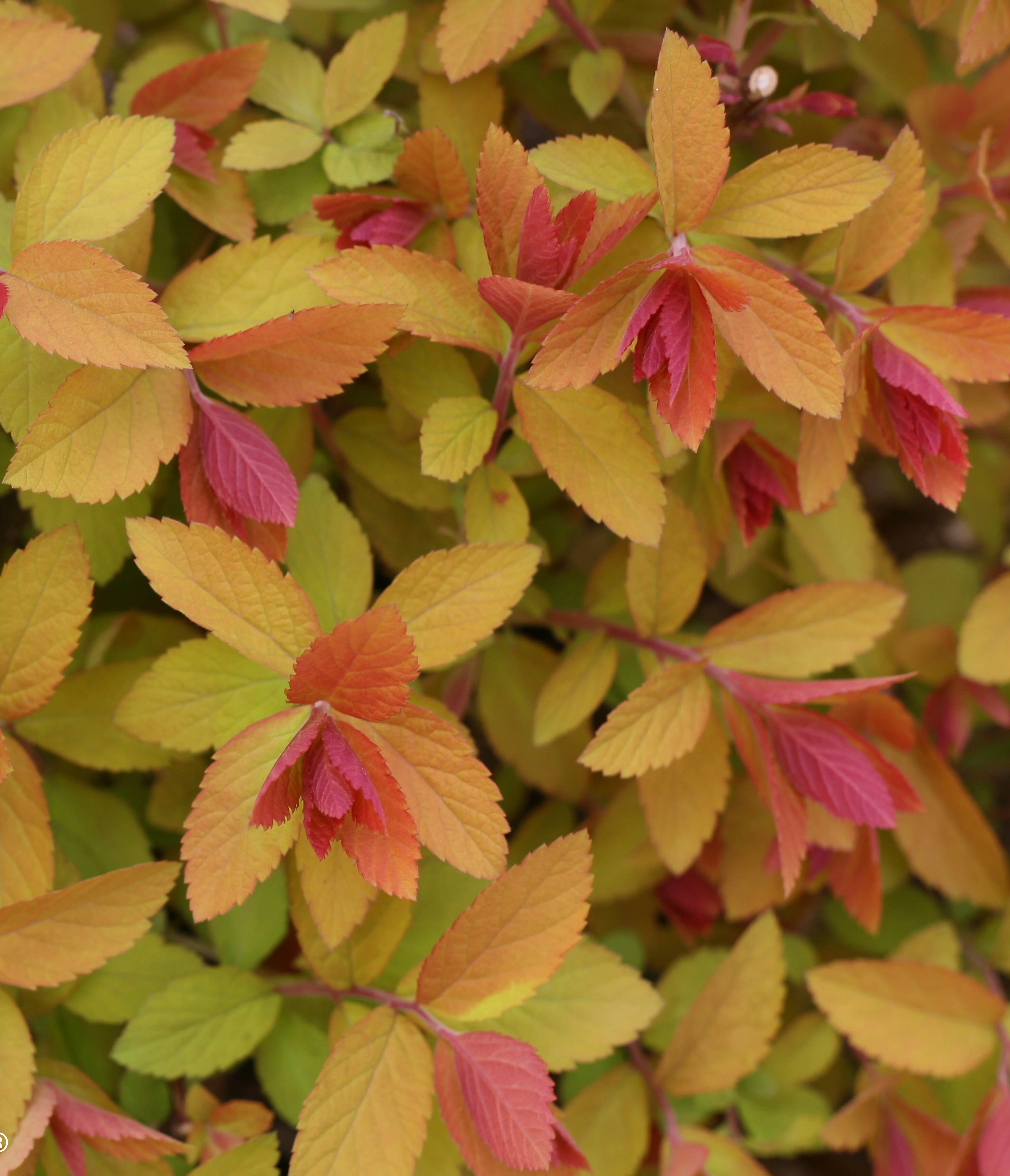 Double Play® Big Bang® Spirea 2 Double Play® Big Bang® Spirea