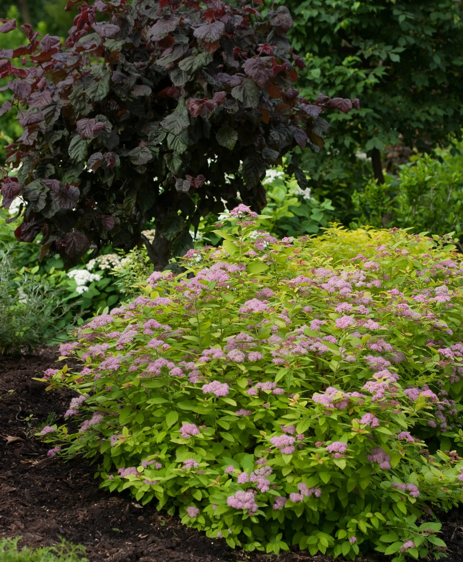 Double Play® Big Bang® Spirea 3 Double Play® Big Bang® Spirea