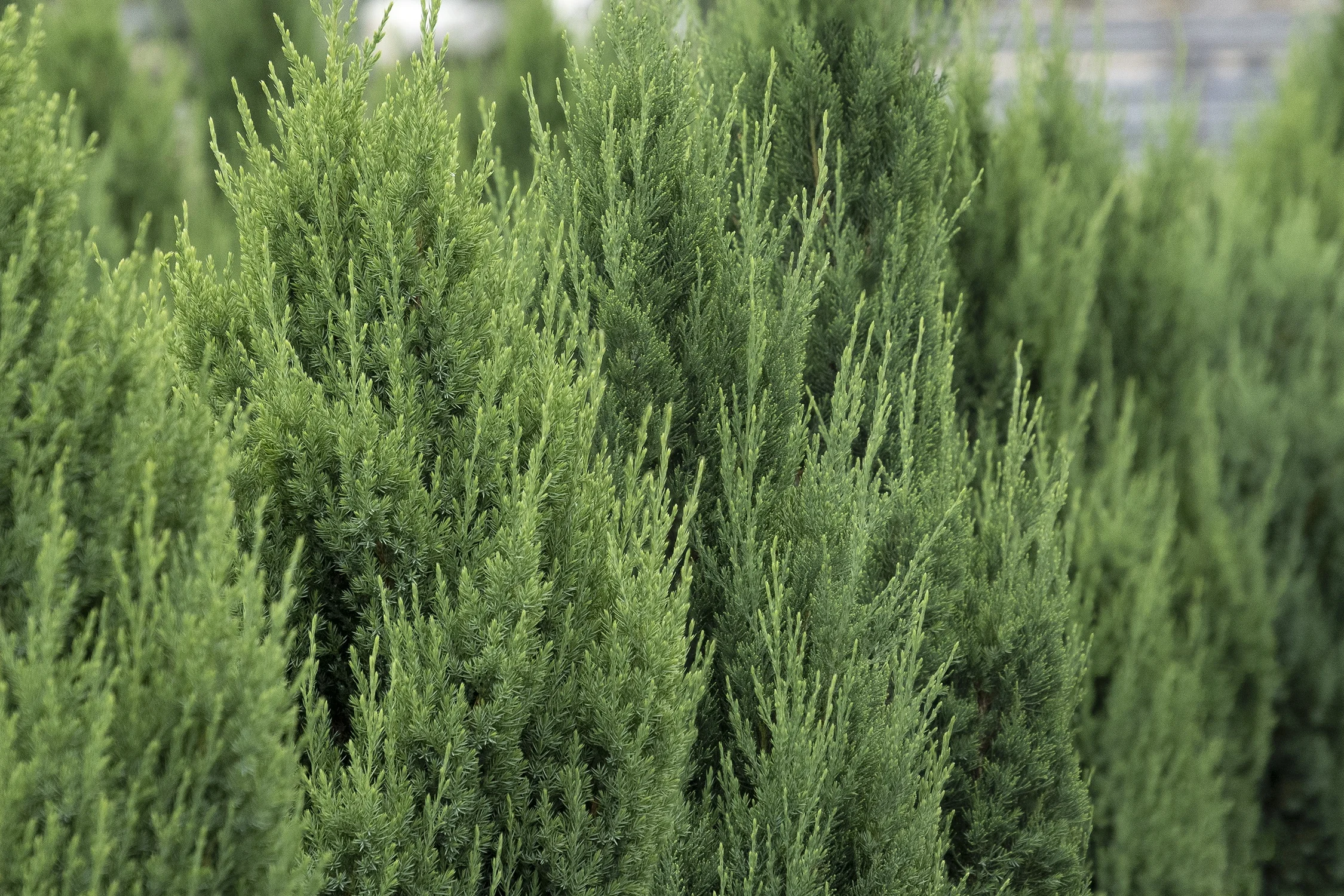 Blue Point Juniper 2 Blue Point Juniper
