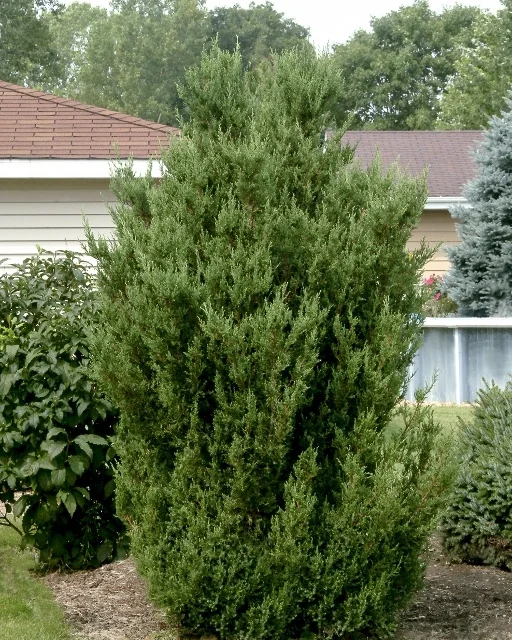 Blue Point Juniper 3 Blue Point Juniper