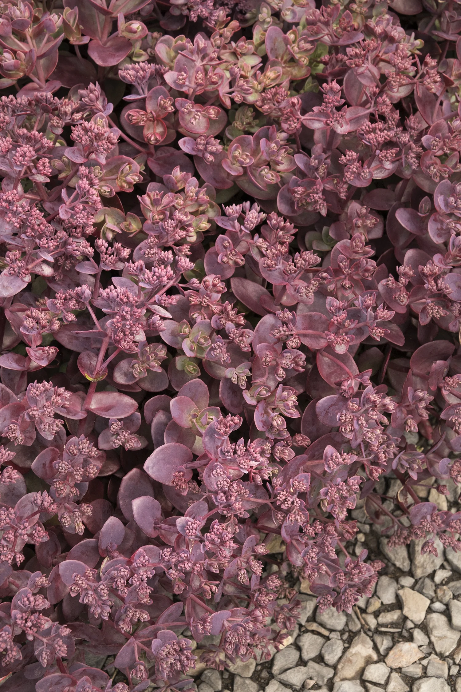 SunSparkler® Cherry Tart Sedum 1 SunSparkler® Cherry Tart Sedum