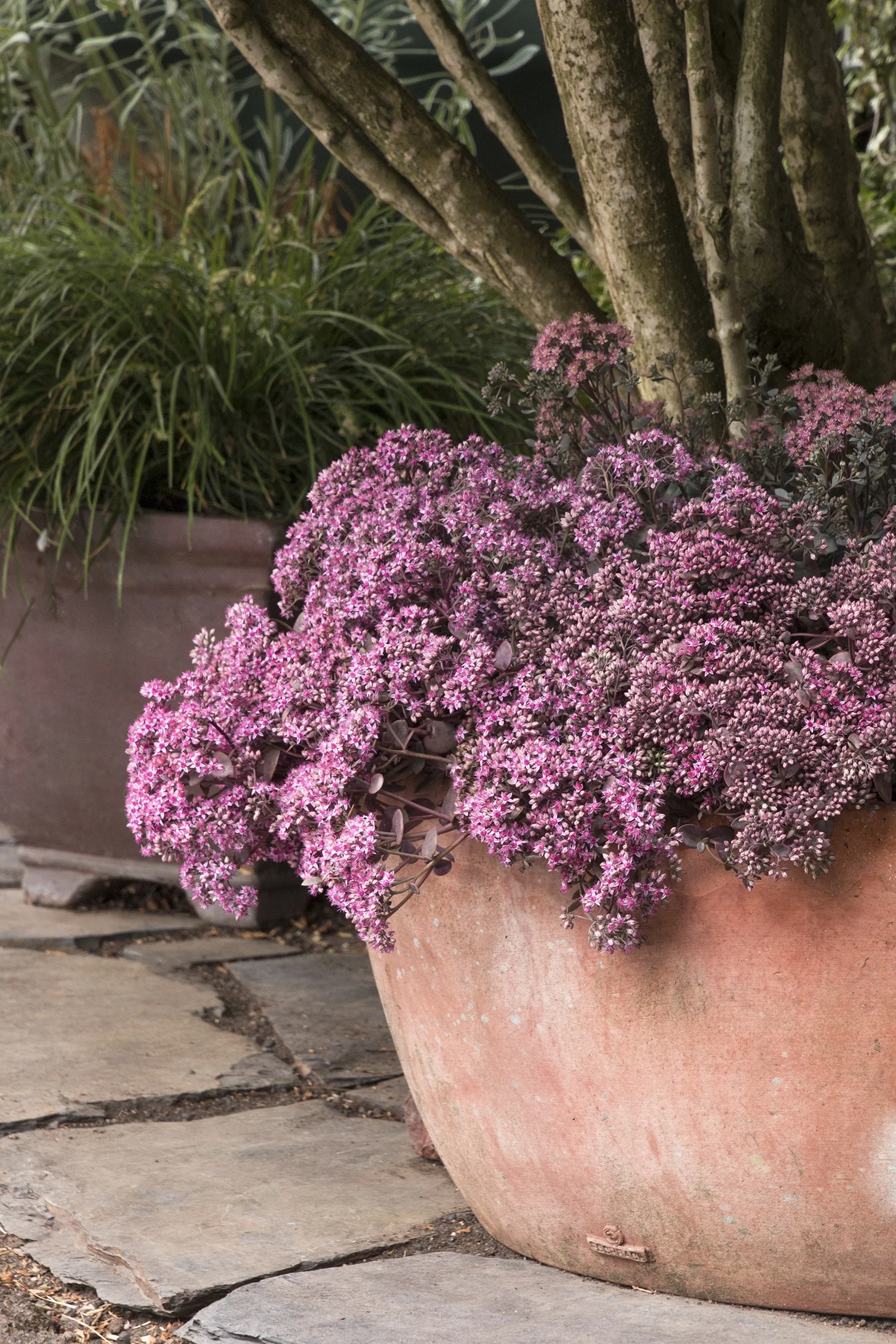 SunSparkler® Cherry Tart Sedum 2 SunSparkler® Cherry Tart Sedum