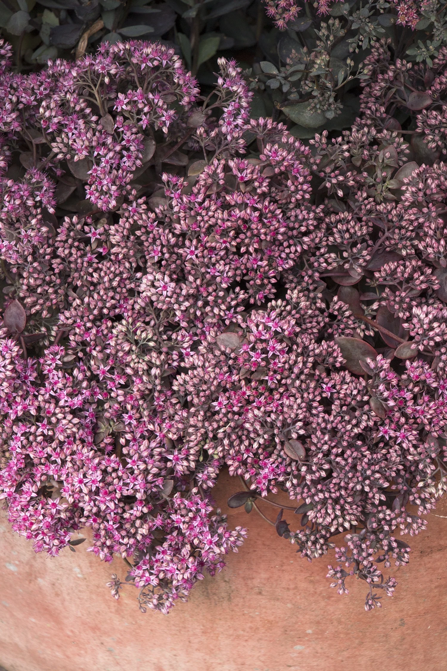 SunSparkler® Cherry Tart Sedum 3 SunSparkler® Cherry Tart Sedum