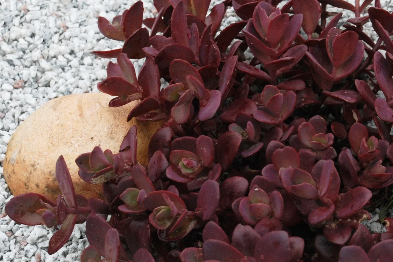 SunSparkler® Cherry Tart Sedum 4 SunSparkler® Cherry Tart Sedum