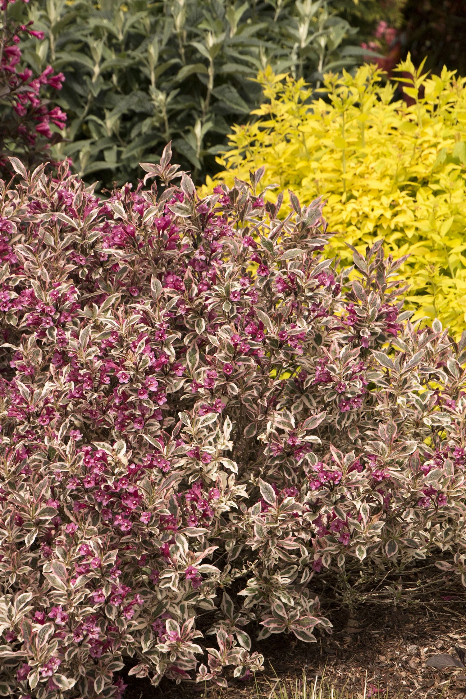 My Monet® Weigela 6 My Monet® Weigela