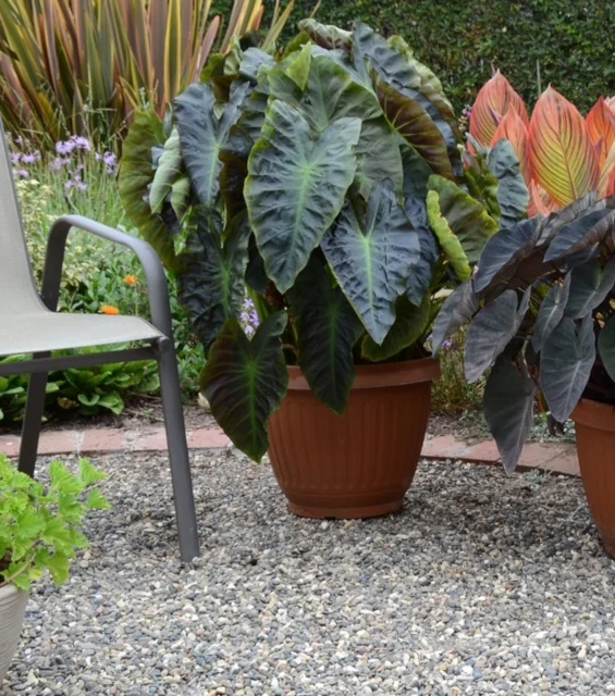 Royal Hawaiian® Aloha Elephant Ear 7 Royal Hawaiian® Aloha Elephant Ear