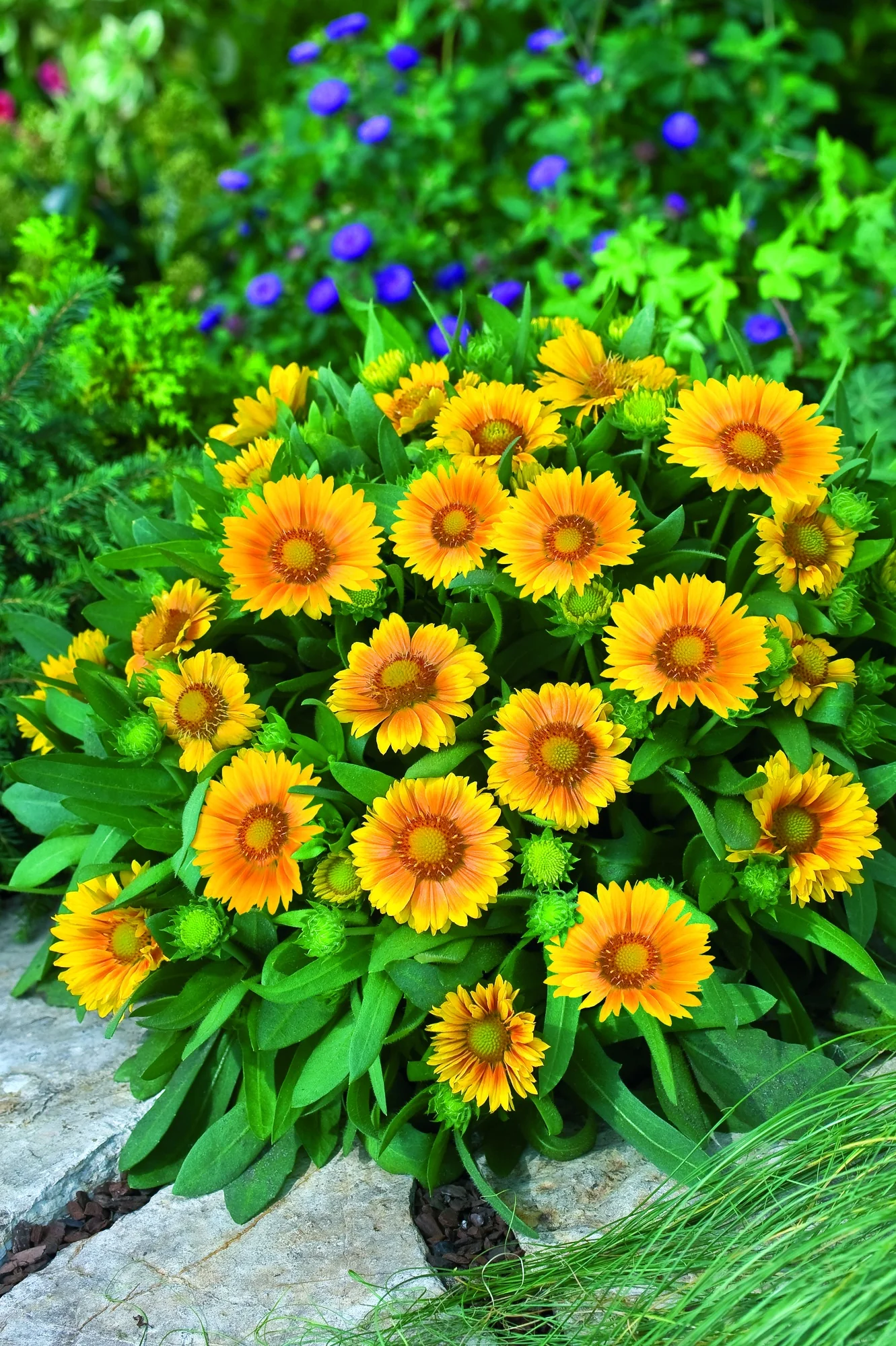Arizona Apricot Blanket Flower 6 Arizona Apricot Blanket Flower