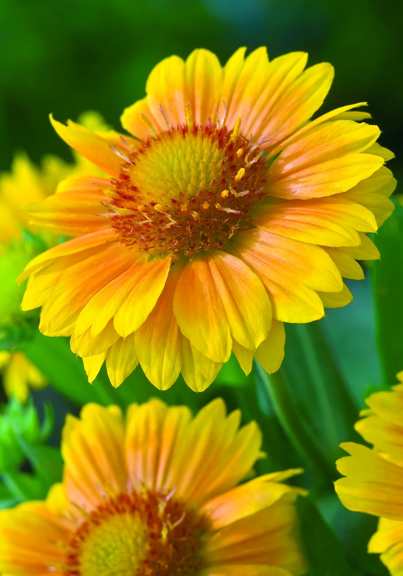 Arizona Apricot Blanket Flower 2 Arizona Apricot Blanket Flower