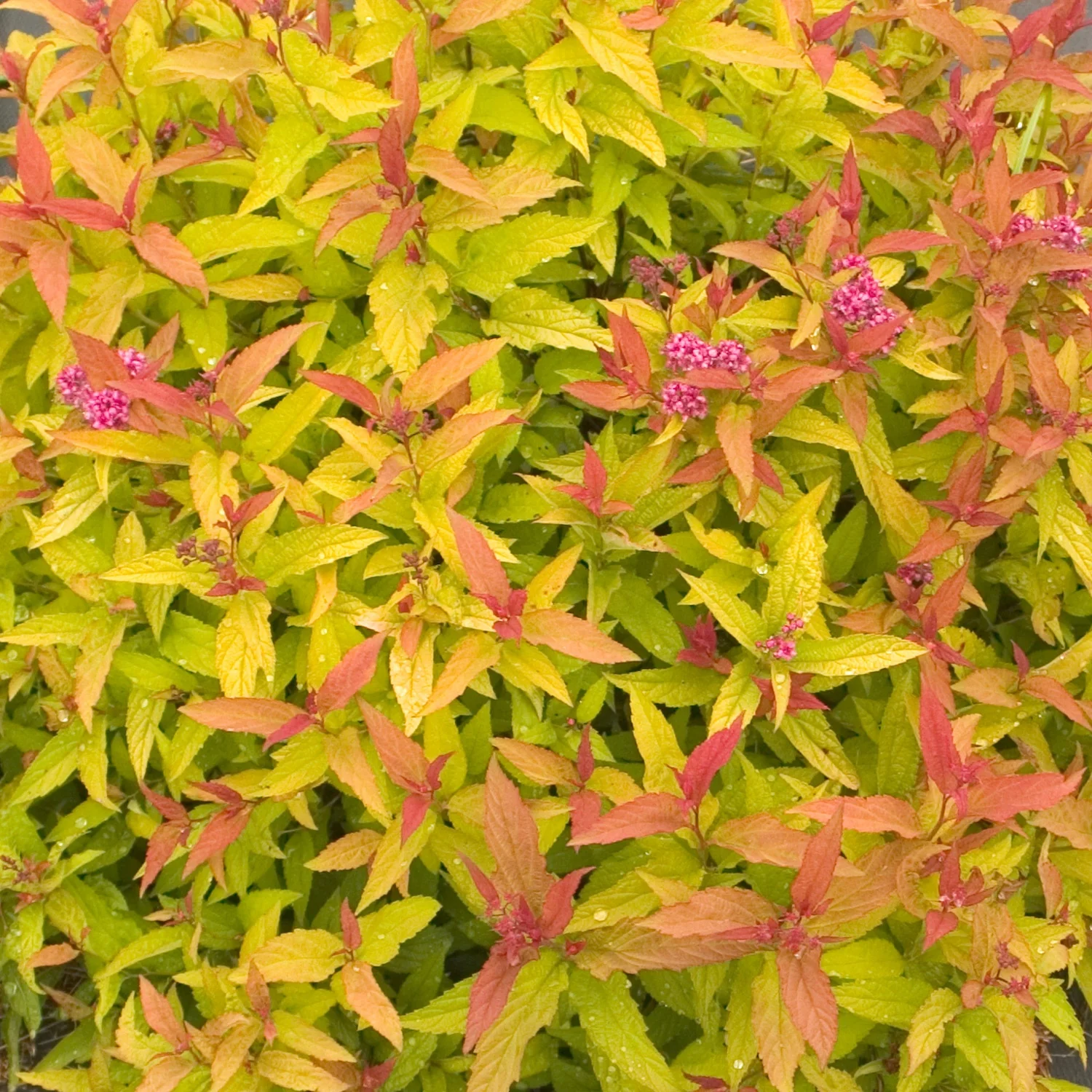 Double Play® Gold Spirea 1 Double Play® Gold Spirea