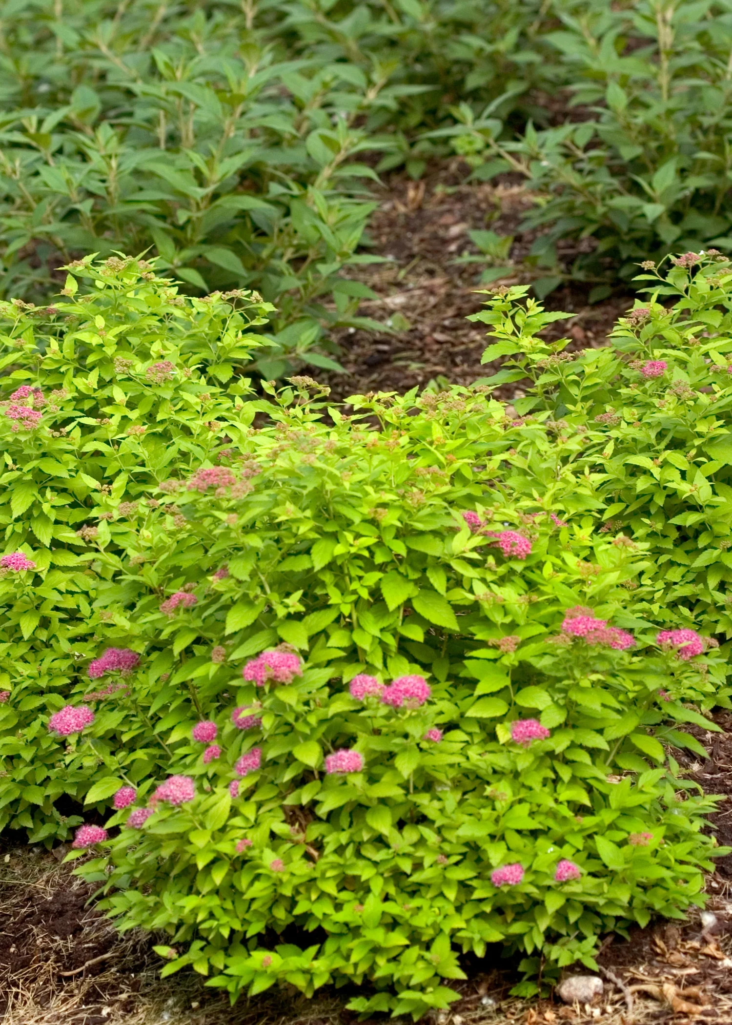 Double Play® Gold Spirea 2 Double Play® Gold Spirea