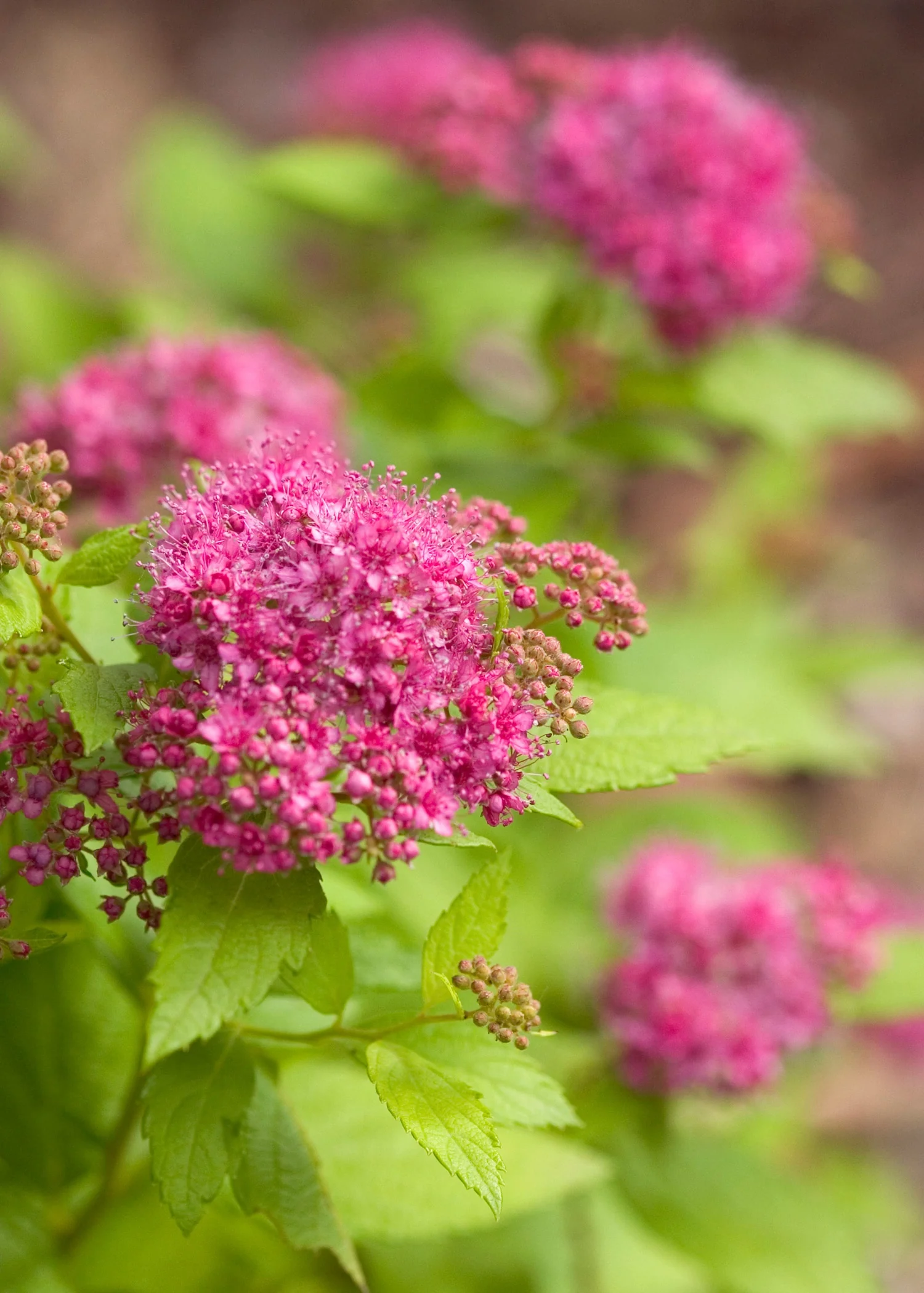 Double Play® Gold Spirea 3 Double Play® Gold Spirea