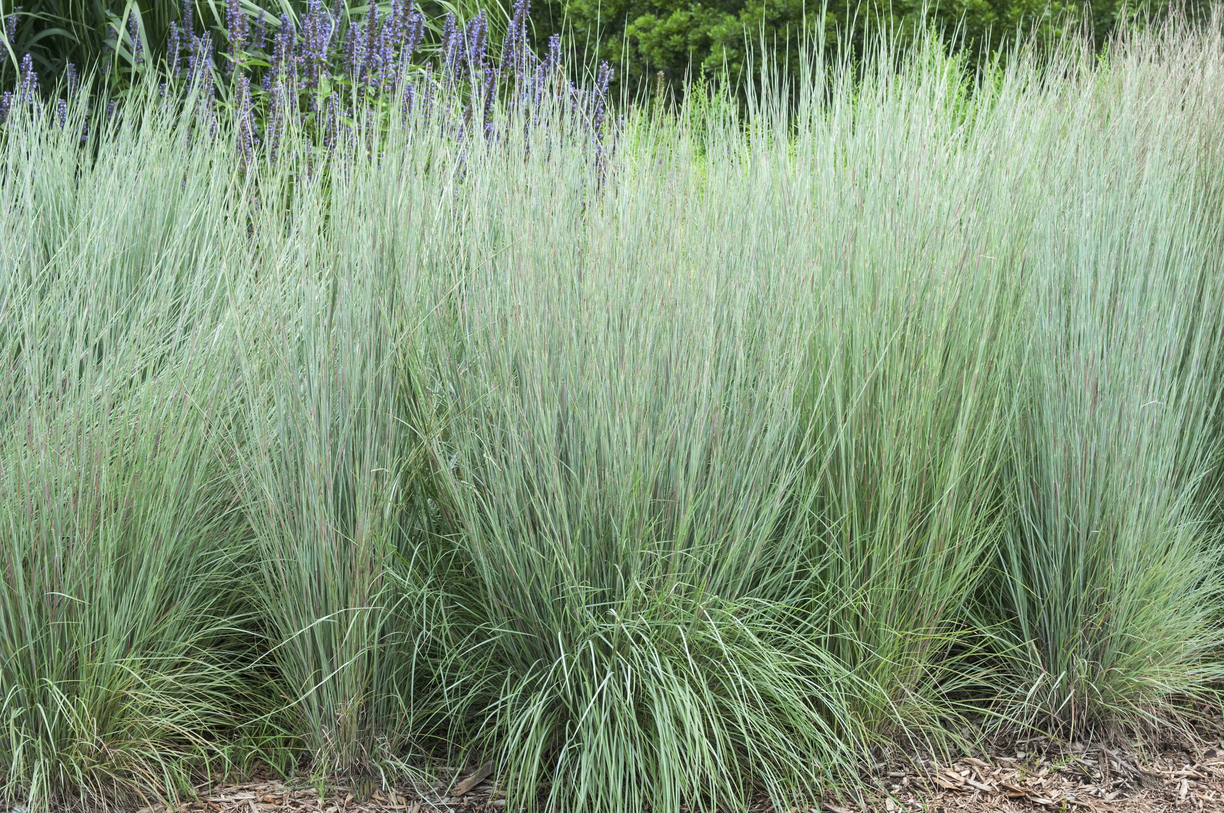 Prairie Blues Little Bluestem 6 Prairie Blues Little Bluestem