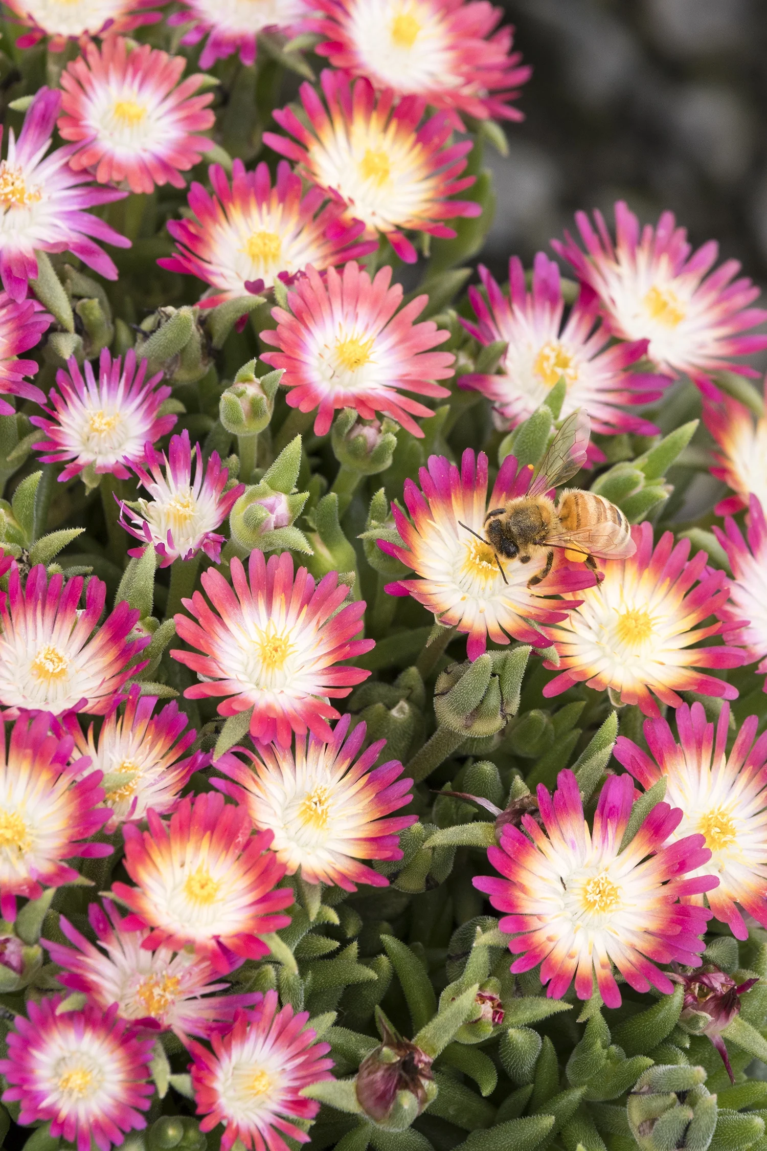 Jewel of Desert Ruby Ice Plant