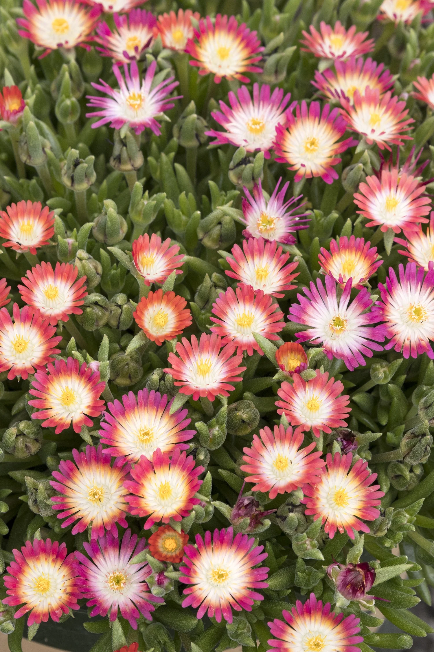 Jewel of Desert Ruby Ice Plant