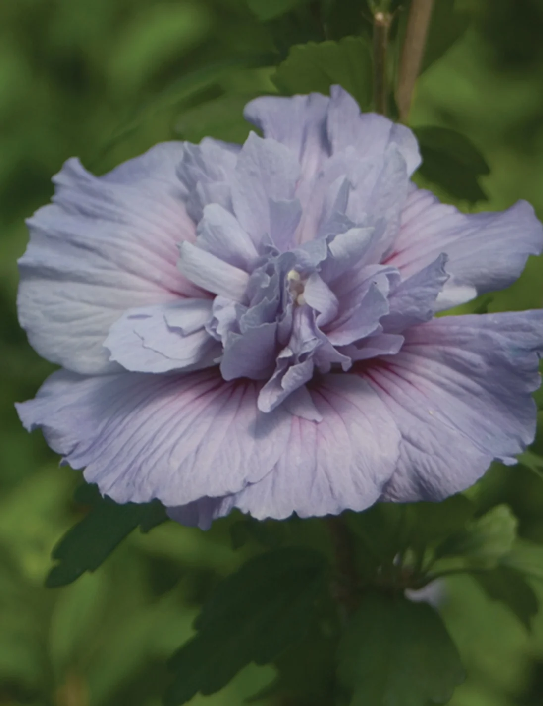 Blue Chiffon® Rose of Sharon 2 Blue Chiffon® Rose of Sharon