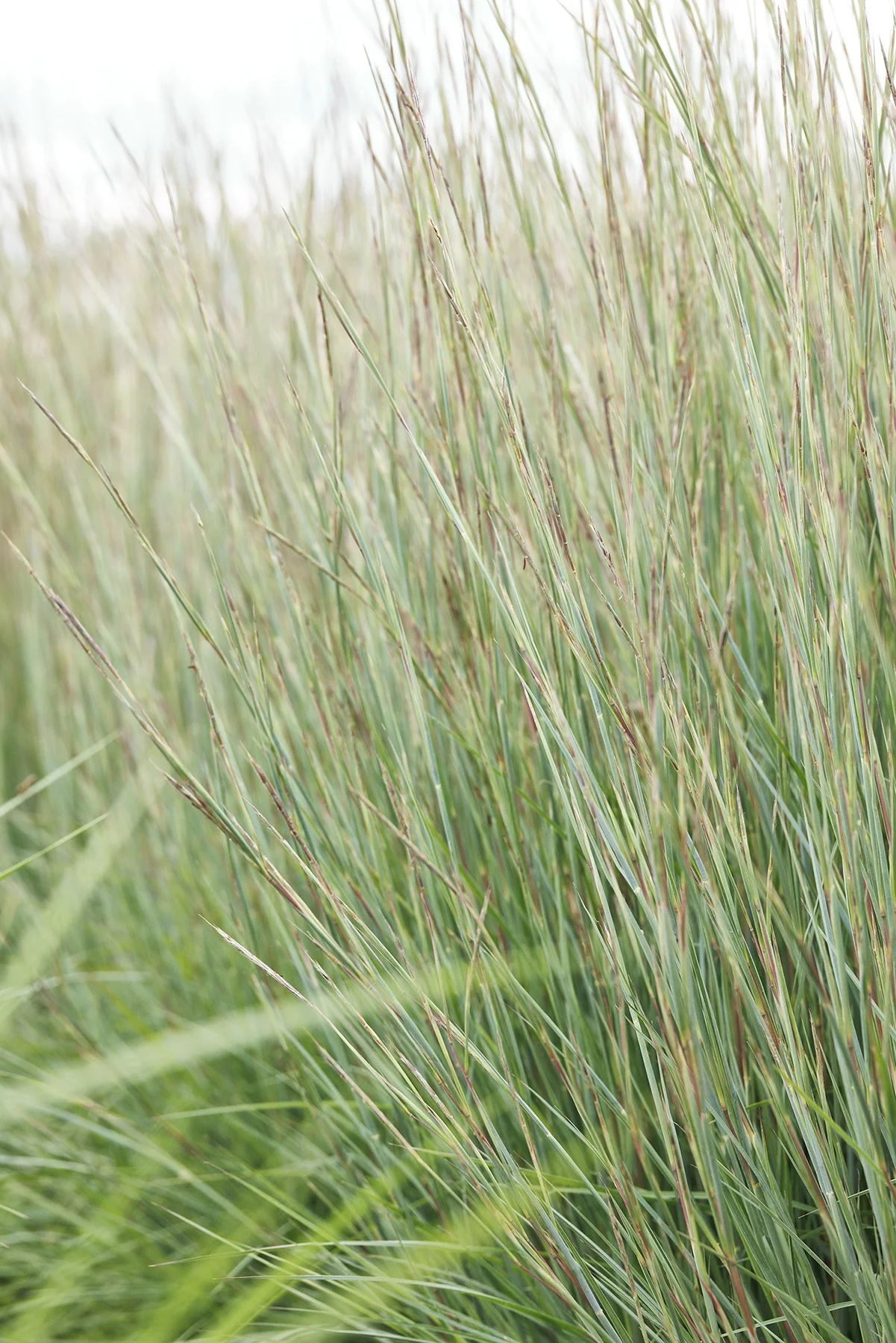 Jazz Little Bluestem
