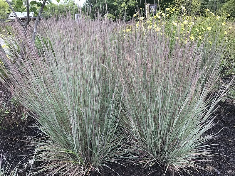 Jazz Little Bluestem