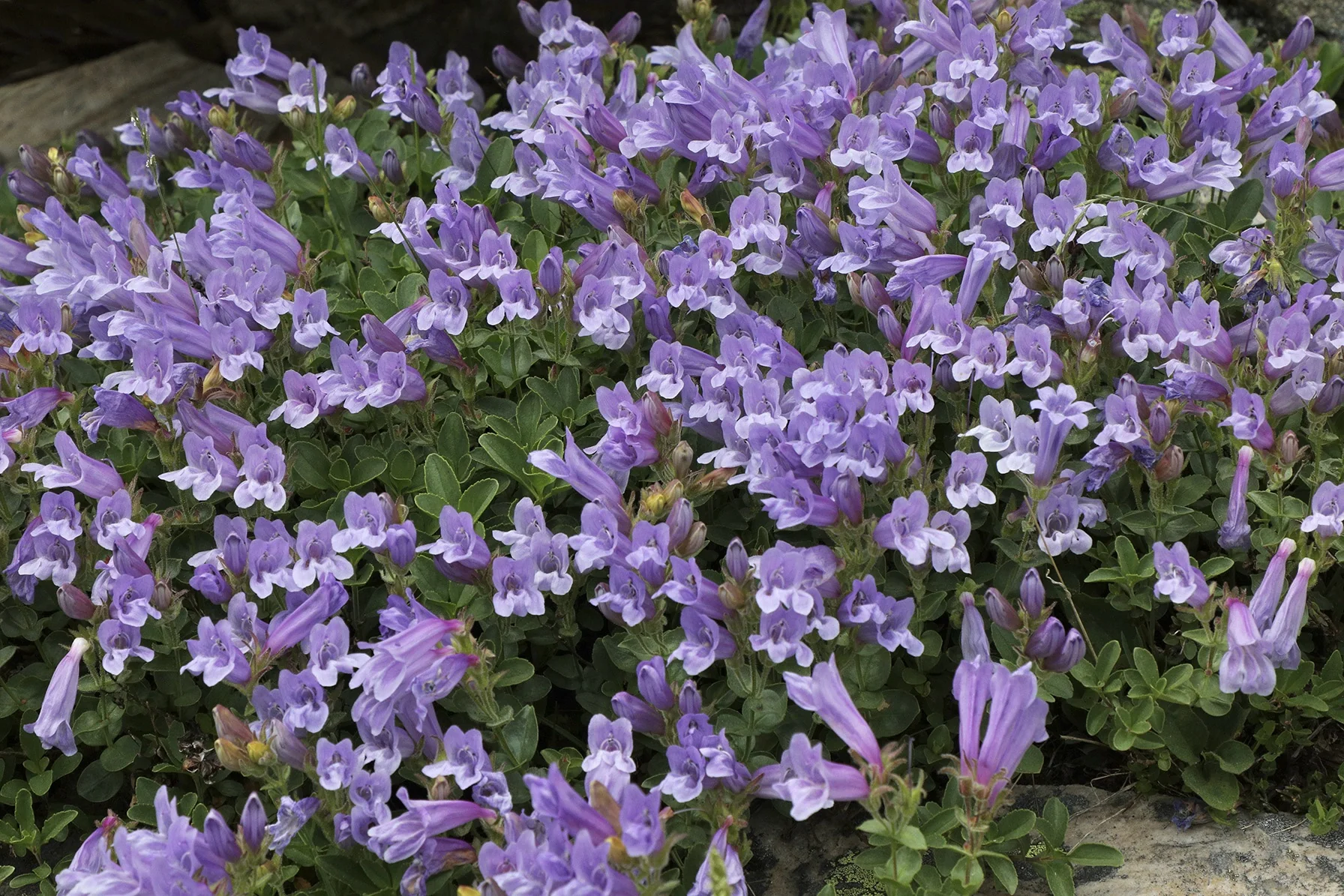 Davidson's Beardtongue 4 Davidson's Beardtongue