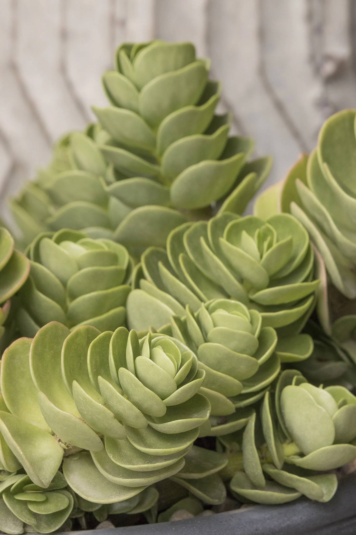 Maraca Portulaca