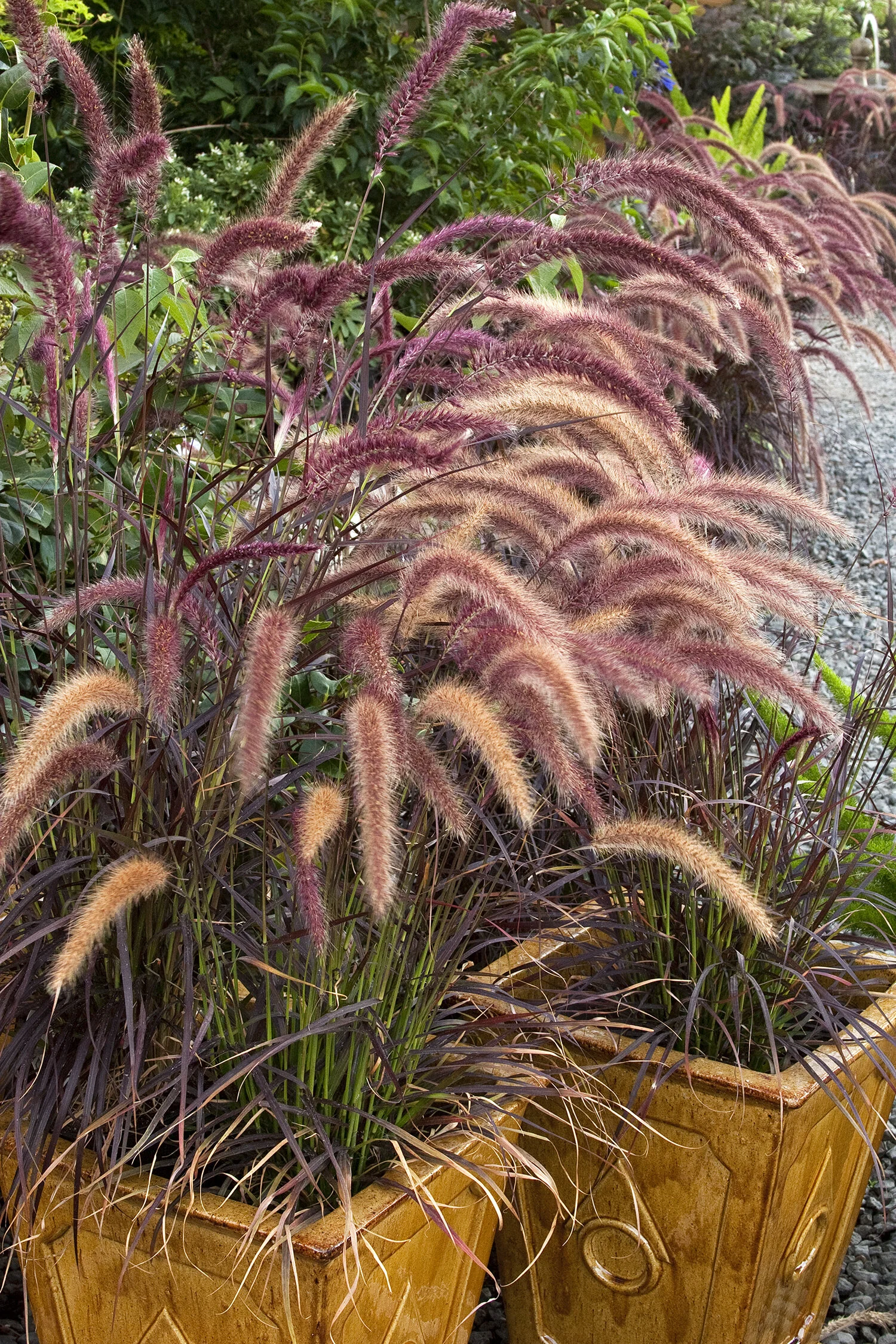 Purple Fountain Grass 1 Purple Fountain Grass