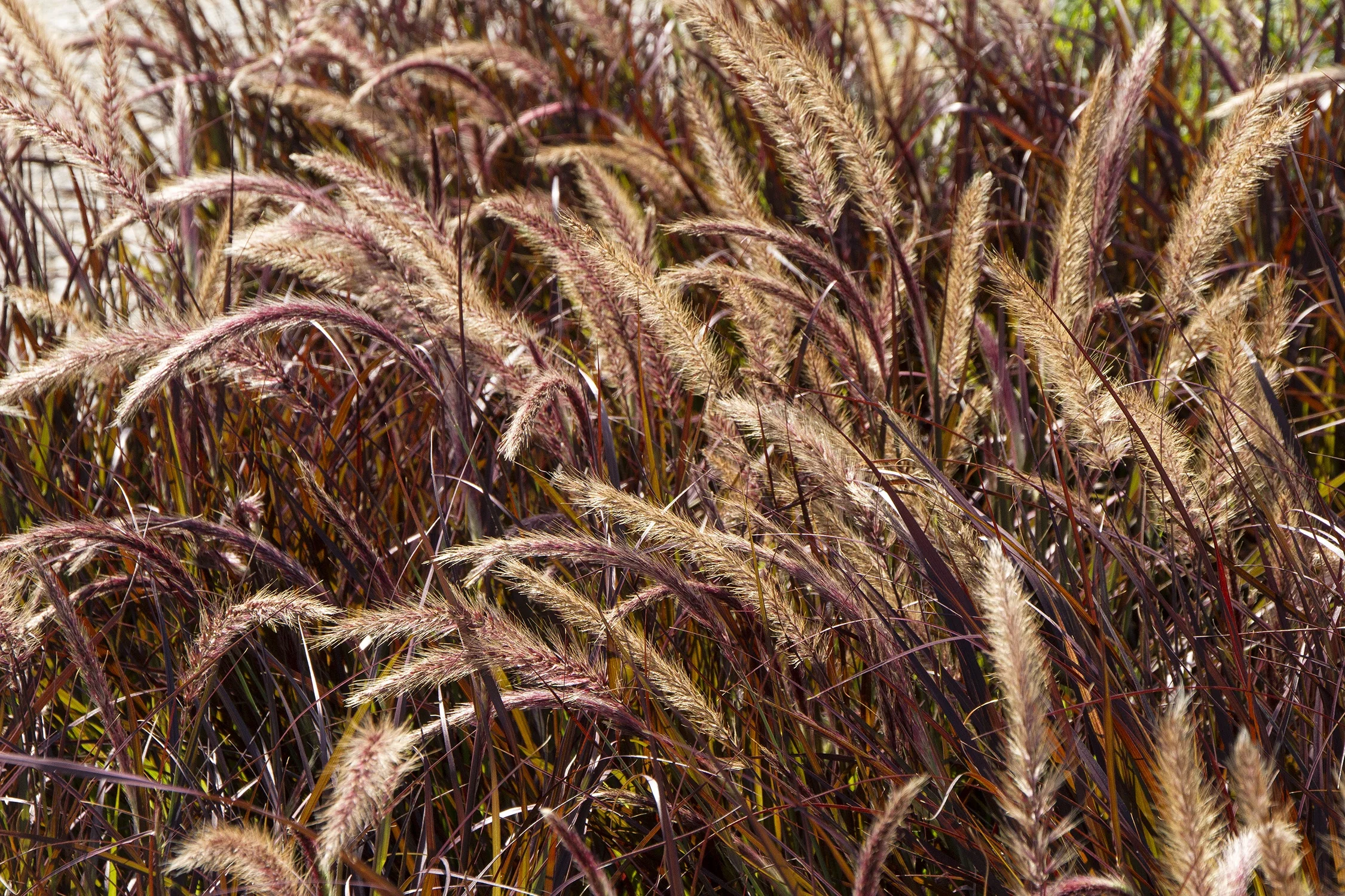 Purple Fountain Grass 2 Purple Fountain Grass