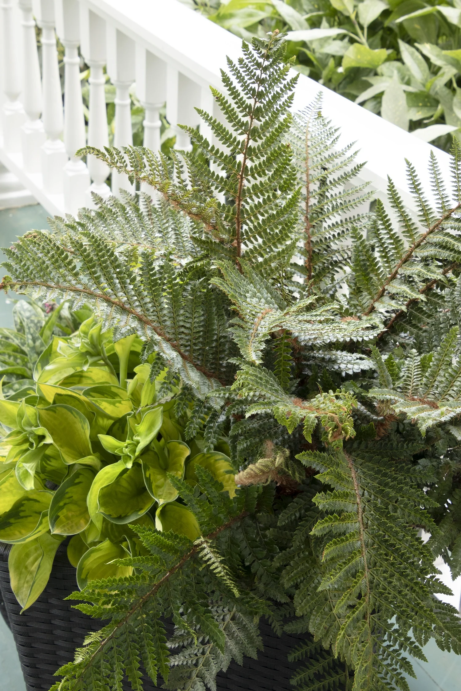 Tassel Fern 1 Tassel Fern