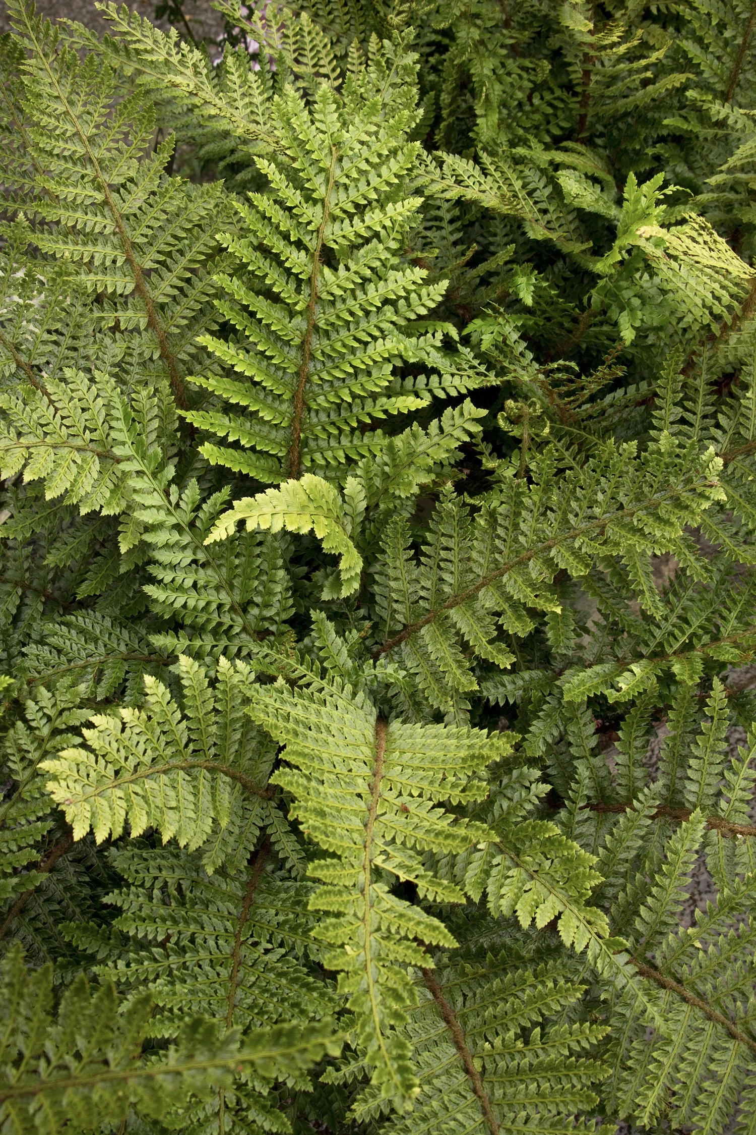 Tassel Fern 2 Tassel Fern