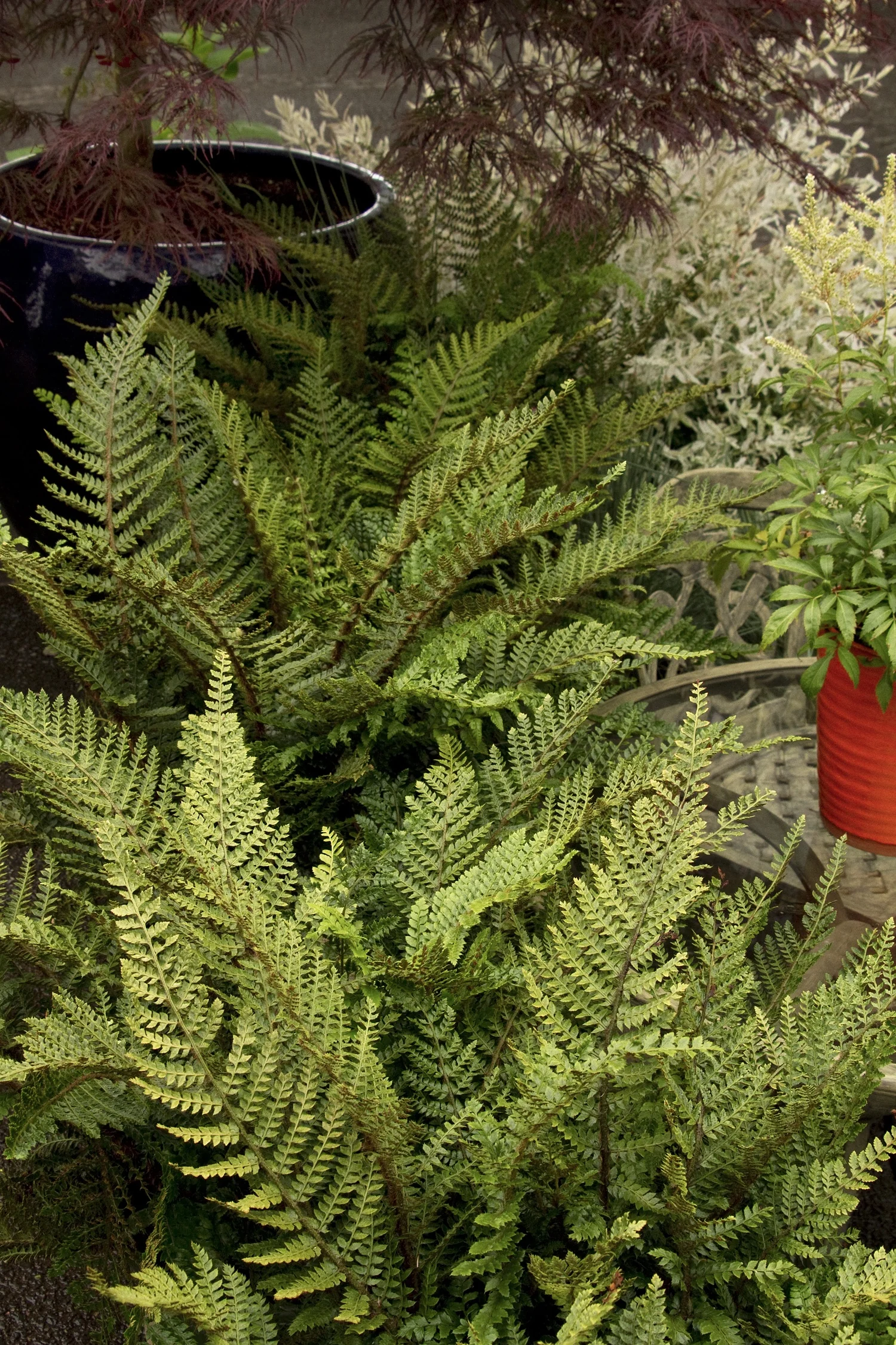 Tassel Fern 3 Tassel Fern