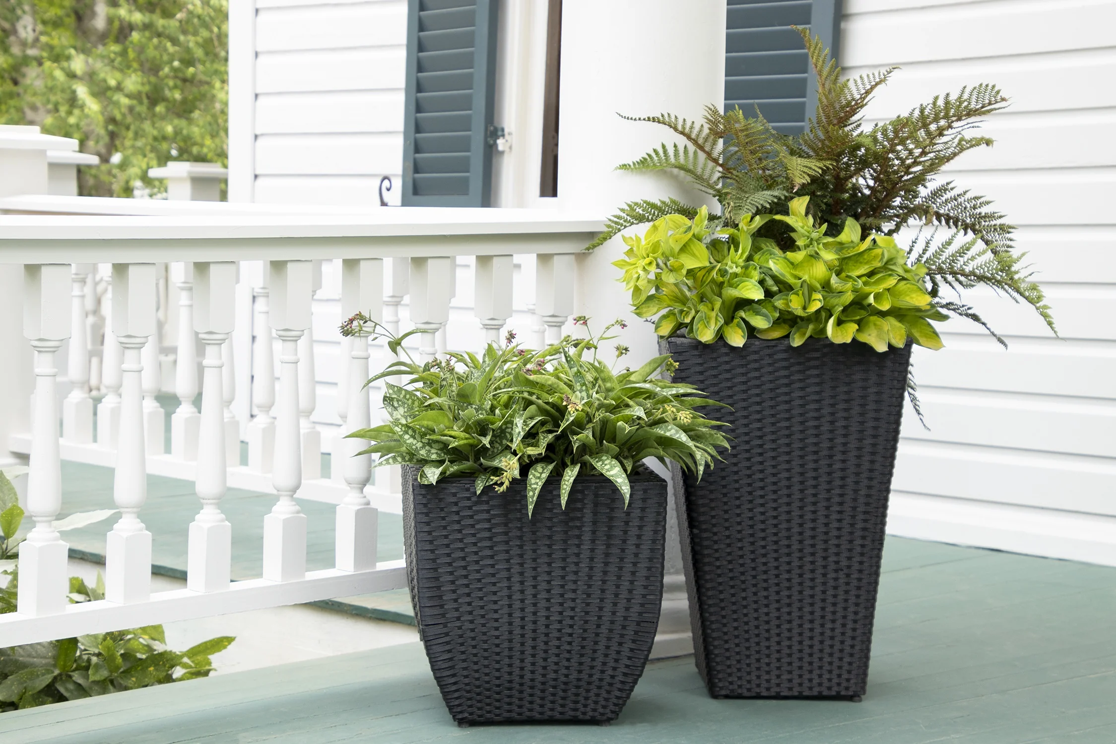 Tassel Fern 4 Tassel Fern