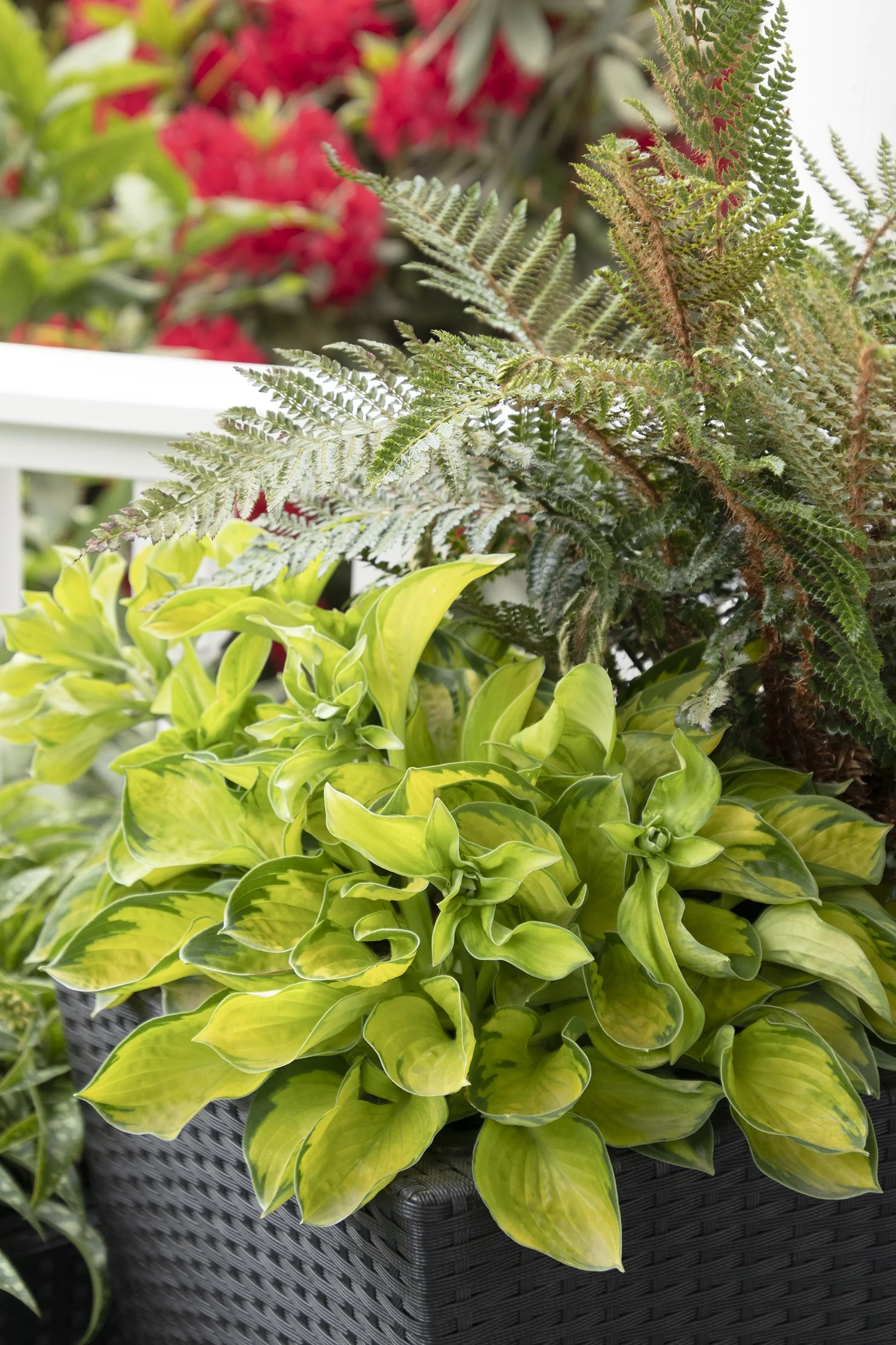 Tassel Fern 6 Tassel Fern