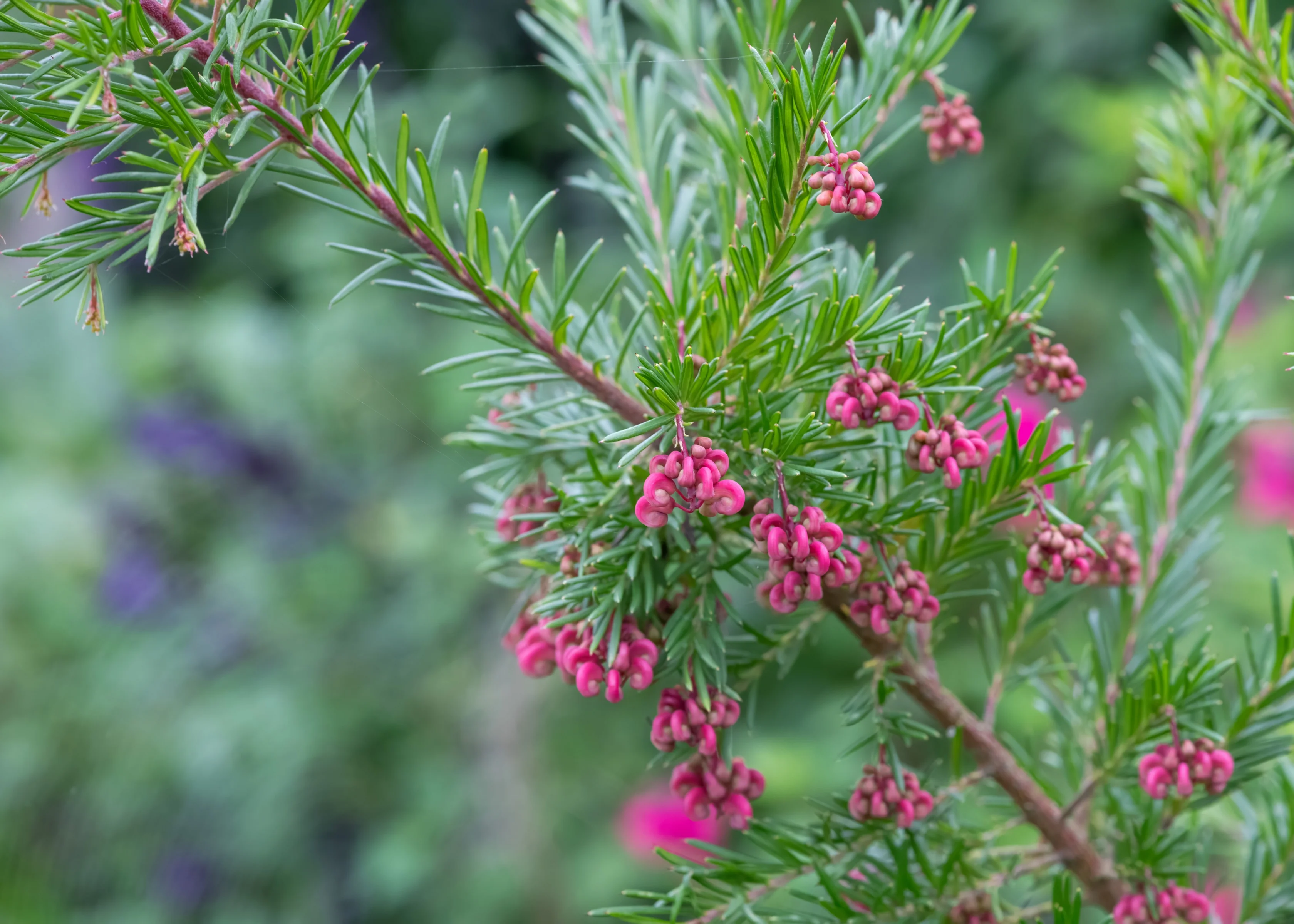 Coastal Gem Grevillea 1 Coastal Gem Grevillea