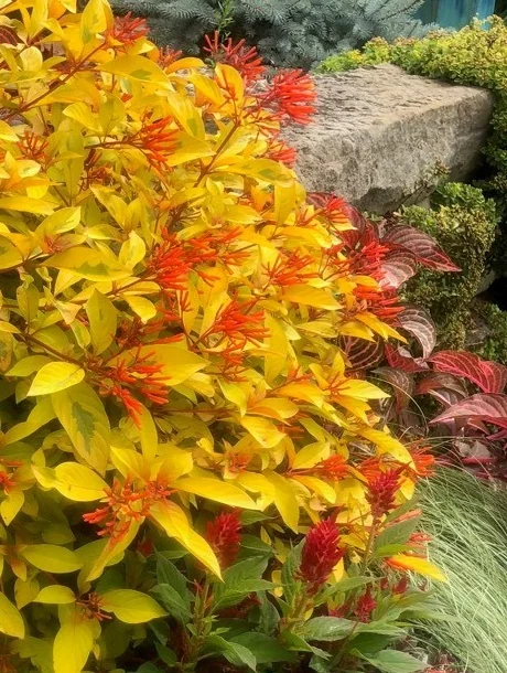 Lime Sizzler™ Firebush 7 Lime Sizzler™ Firebush