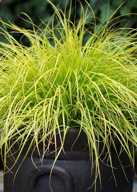 Lumen Gold™ Fountain Grass 4 Lumen Gold™ Fountain Grass