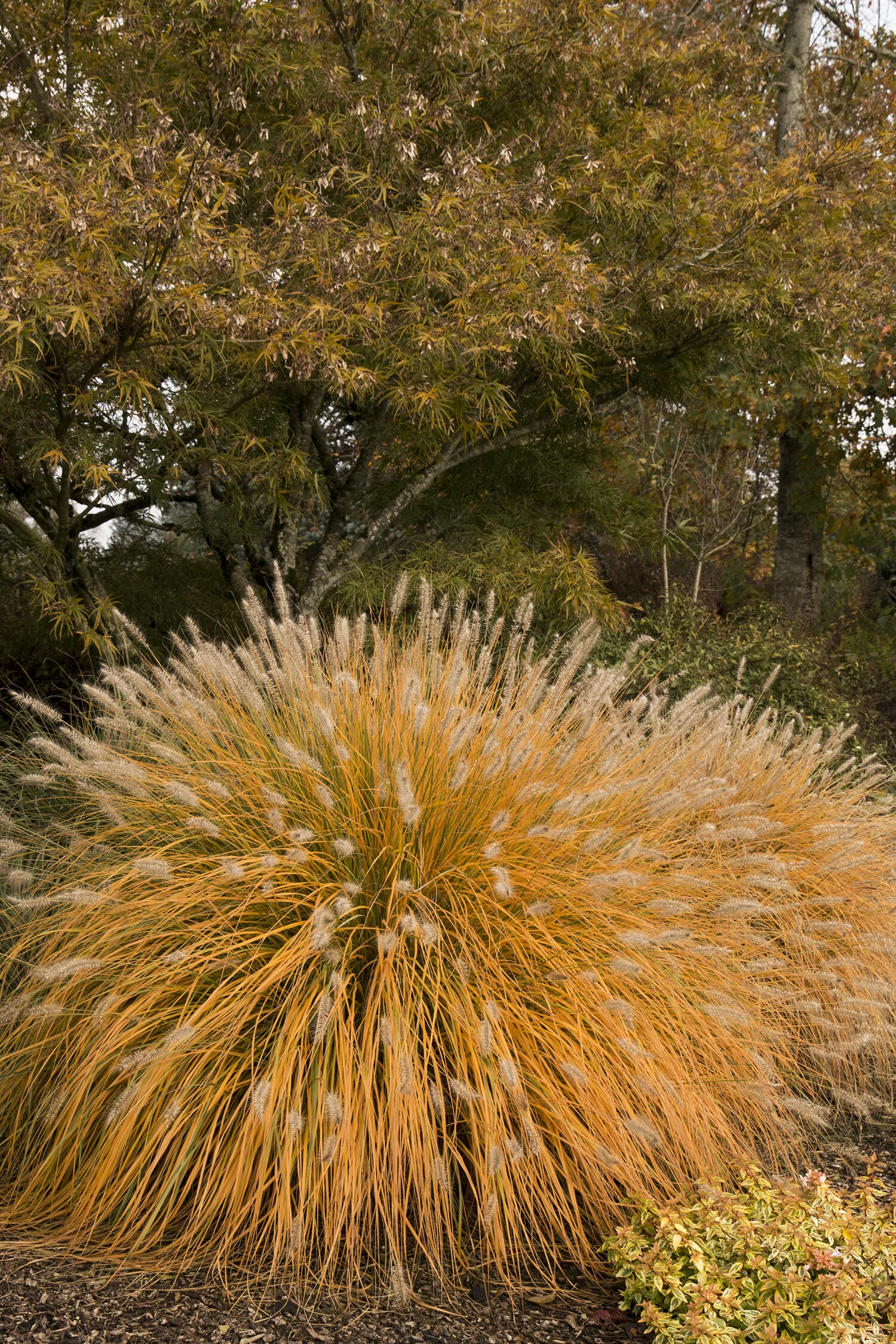 Dwarf Fountain Grass