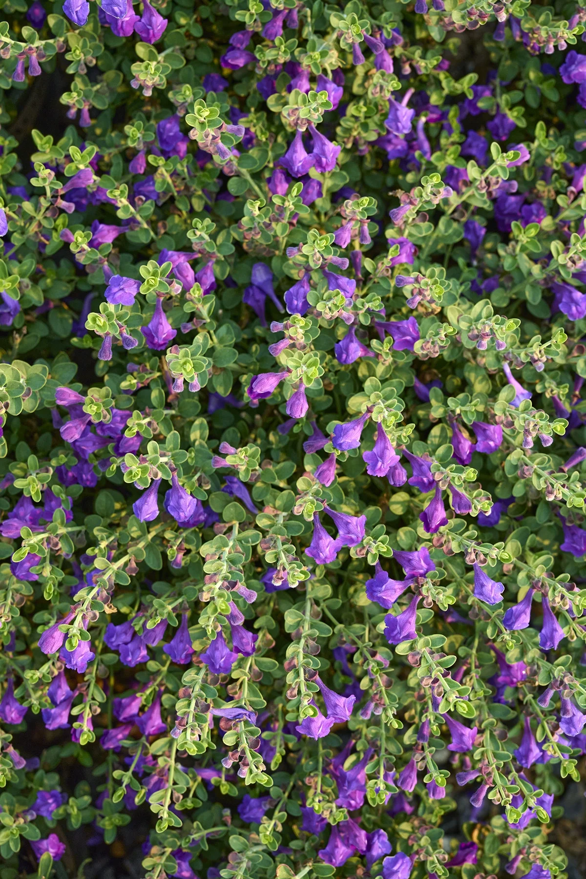 Dark Violet Hybrid Skullcap 1 Dark Violet Hybrid Skullcap