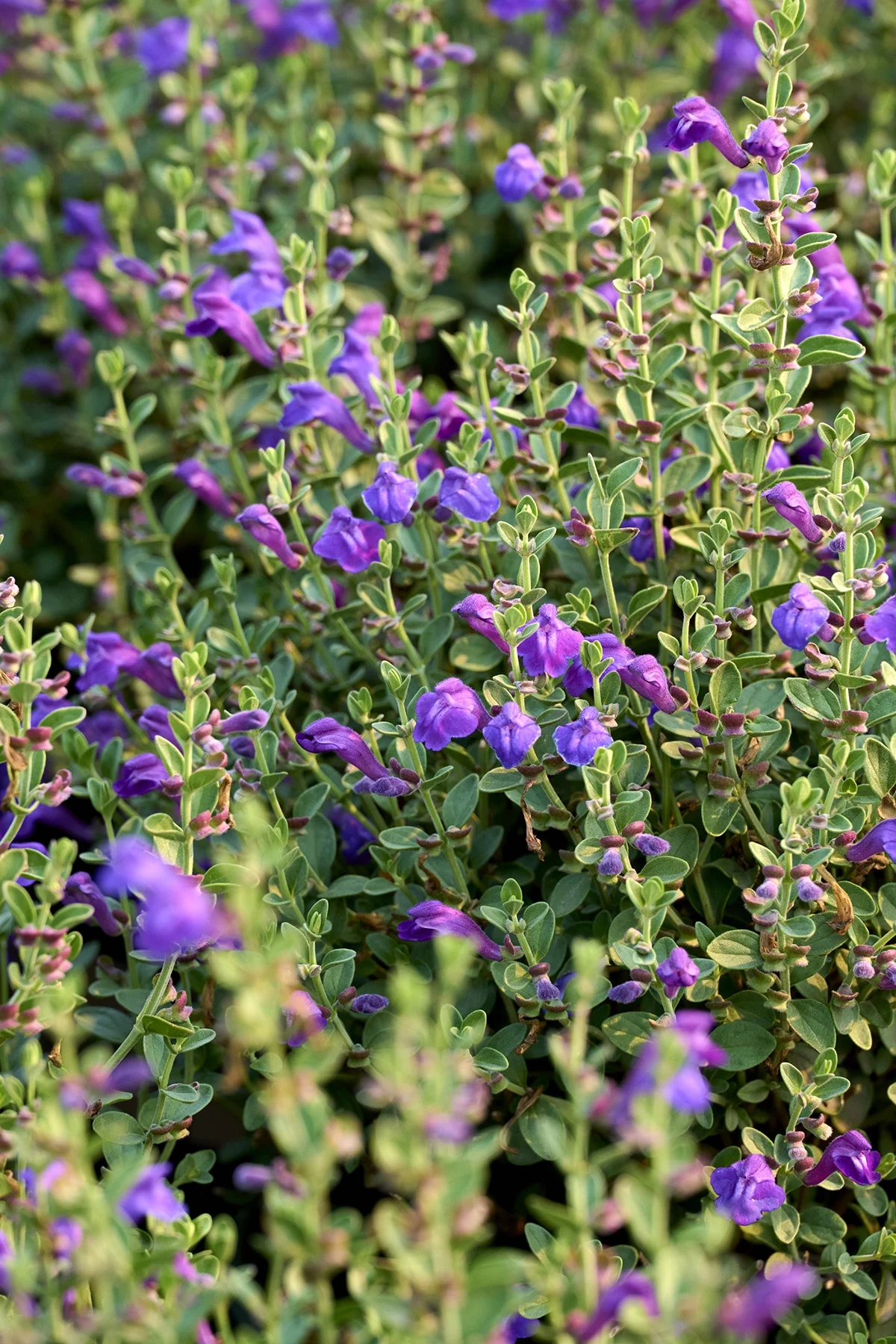 Dark Violet Hybrid Skullcap 2 Dark Violet Hybrid Skullcap