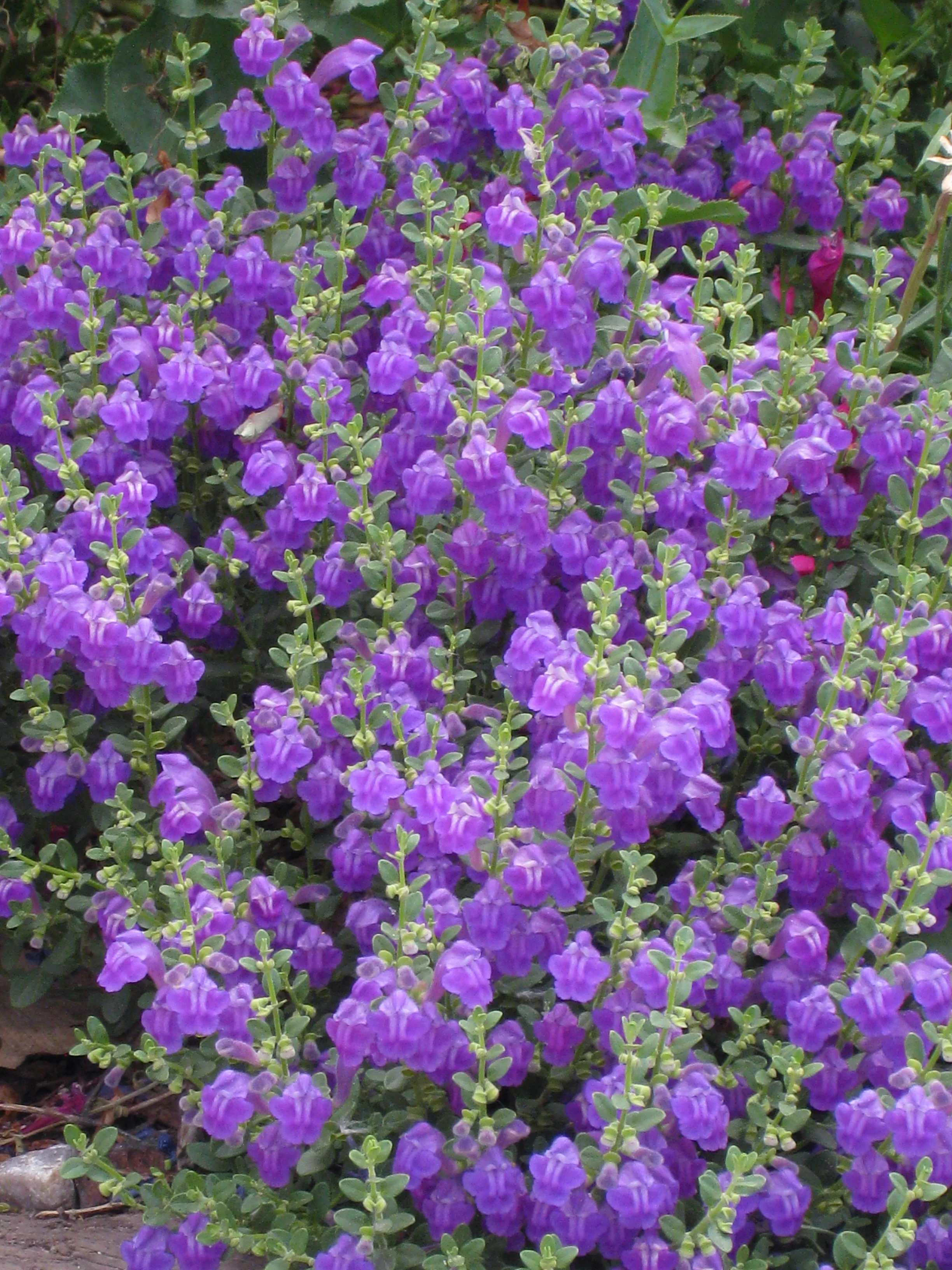 Dark Violet Hybrid Skullcap 3 Dark Violet Hybrid Skullcap