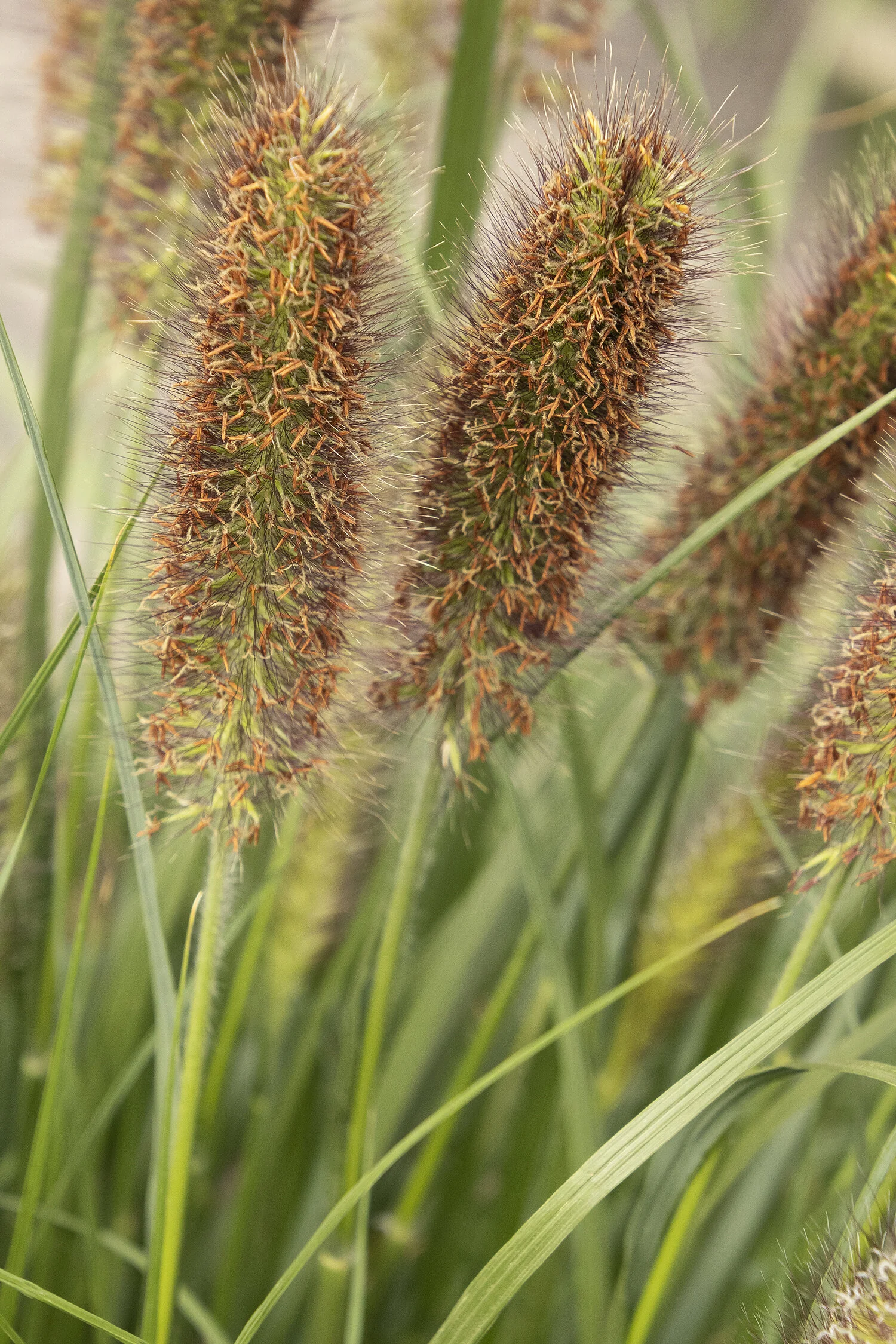 Ginger Love Fountain Grass 15 Ginger Love Fountain Grass