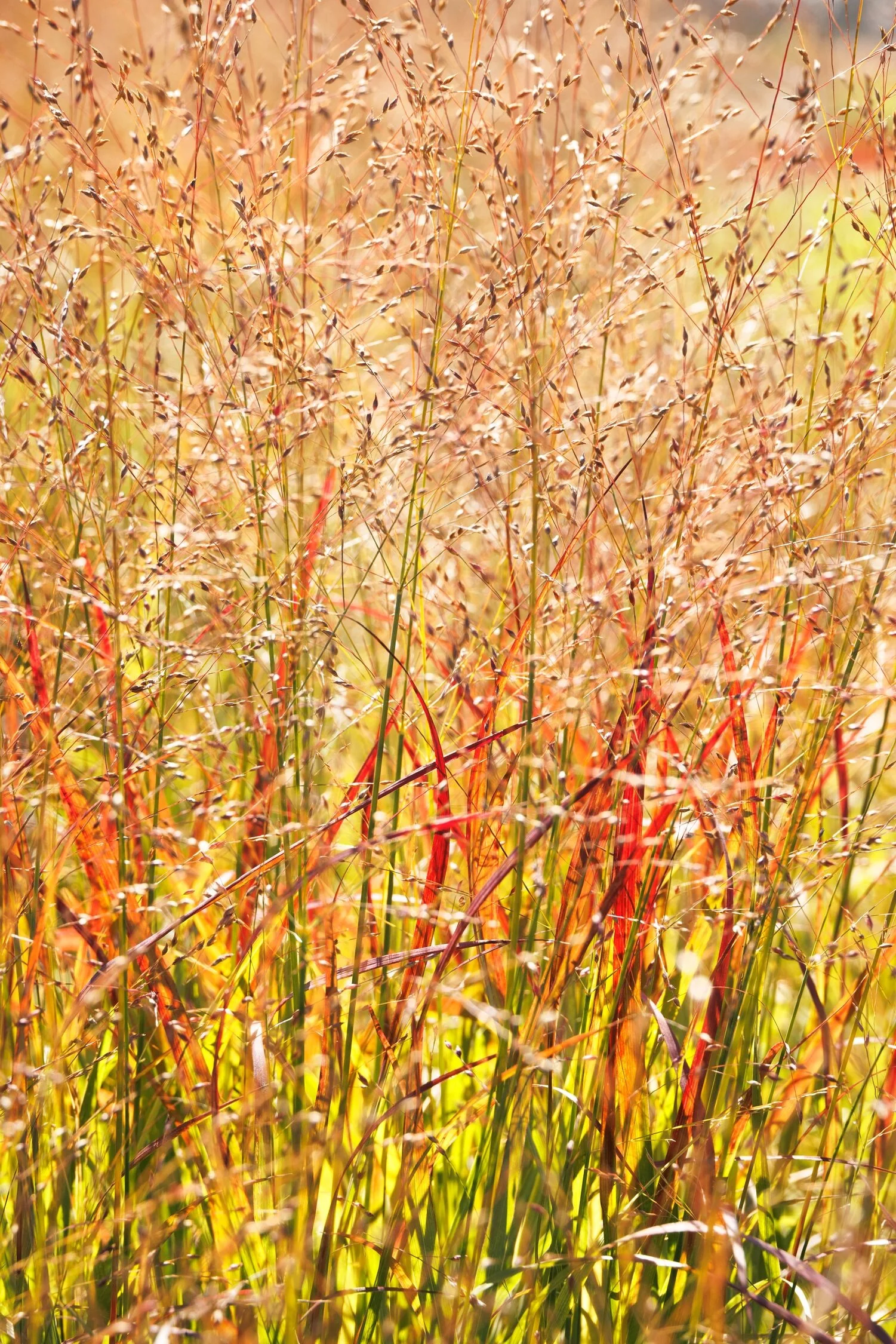 Shenandoah Switch Grass 1 Shenandoah Switch Grass