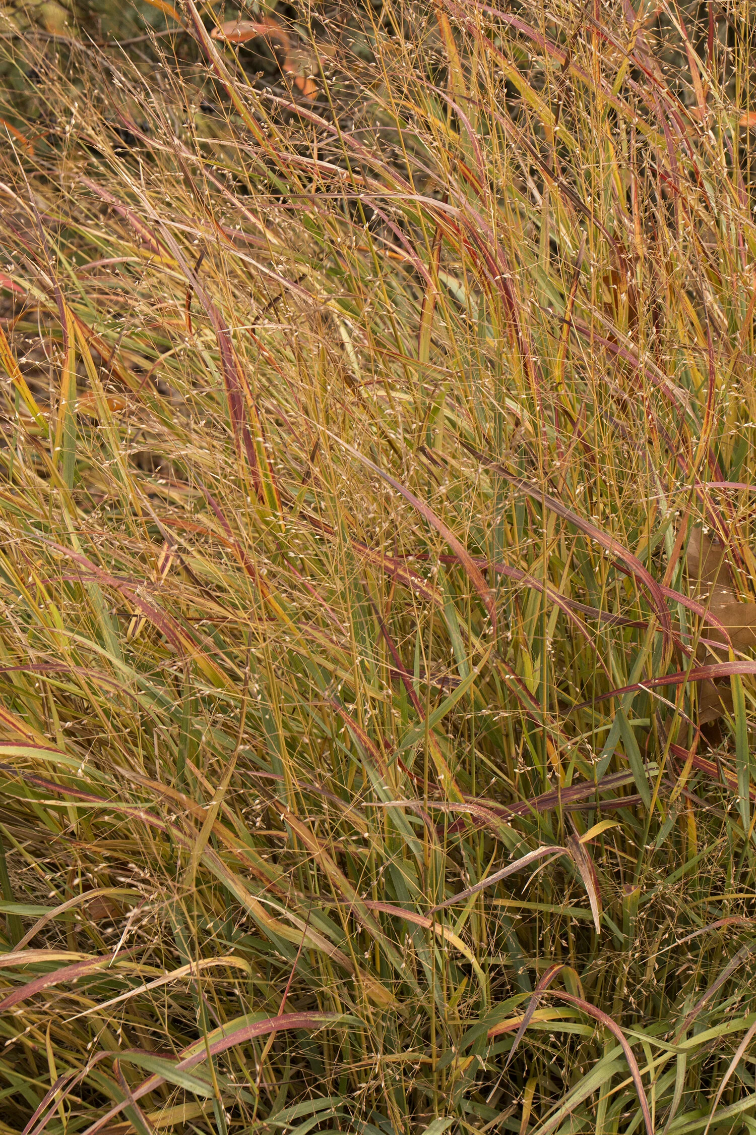 Shenandoah Switch Grass 2 Shenandoah Switch Grass