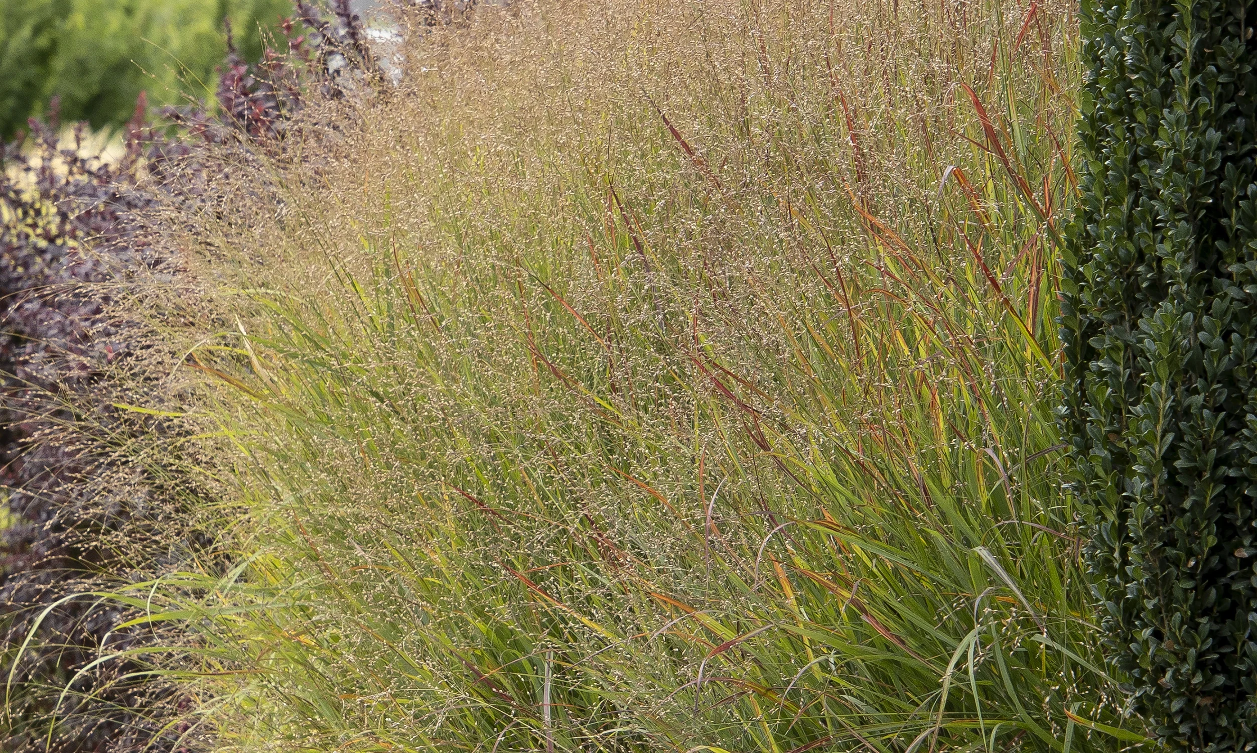 Shenandoah Switch Grass 6 Shenandoah Switch Grass